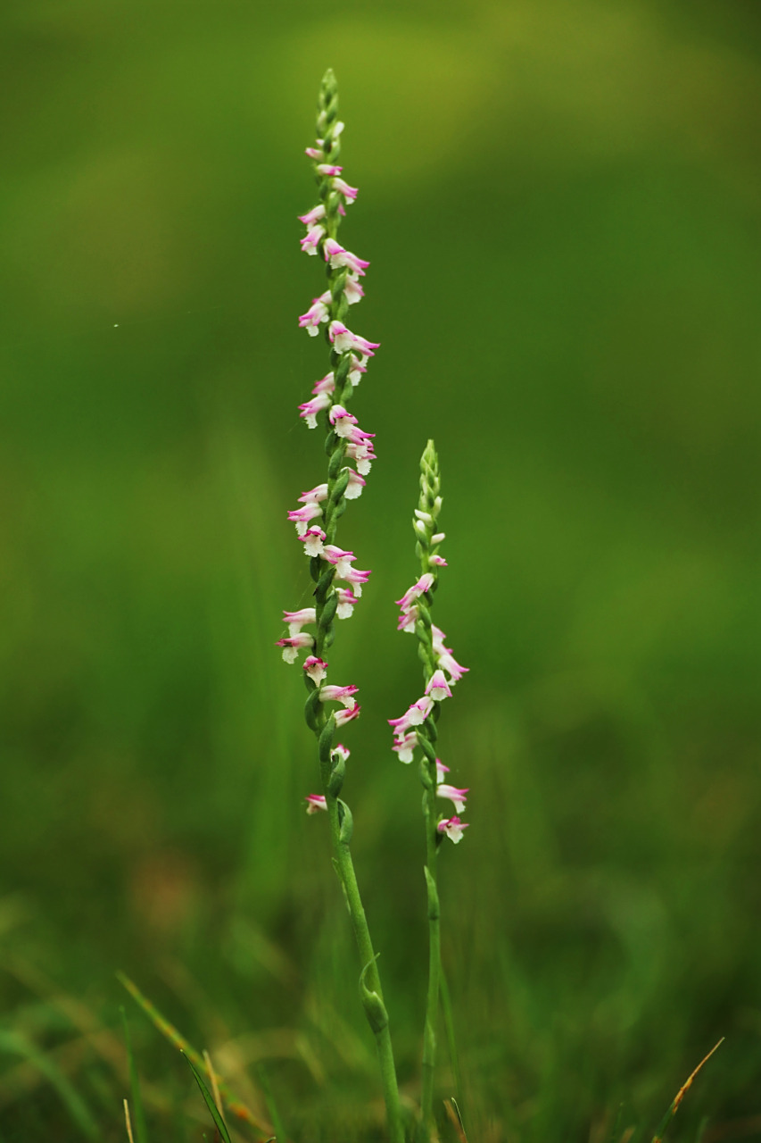 【日湖公园遇见世界最小兰花——绶草】#美丽宁波# 绶草,并非野草