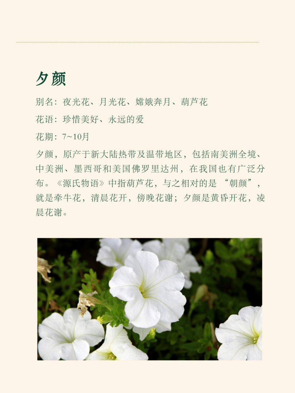 夕颜花(易逝的美好 别名:夜光花,月光花,嫦娥奔月,葫芦花 花语