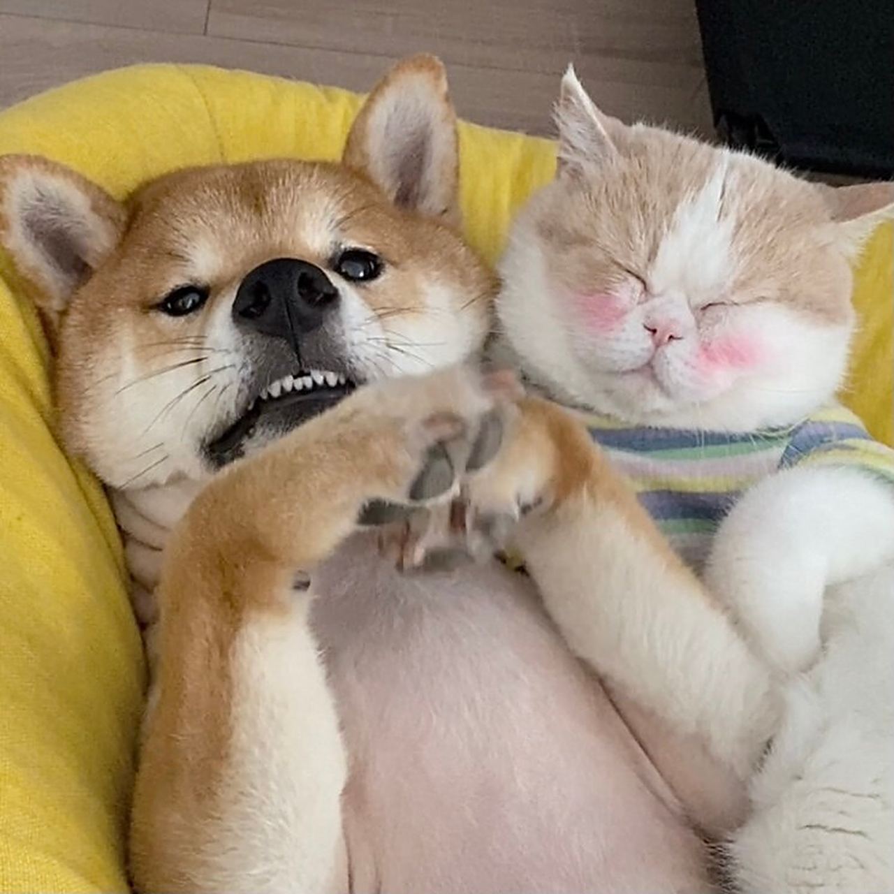 可爱的萌宠情侣头像 分享几组猫狗情侣头像