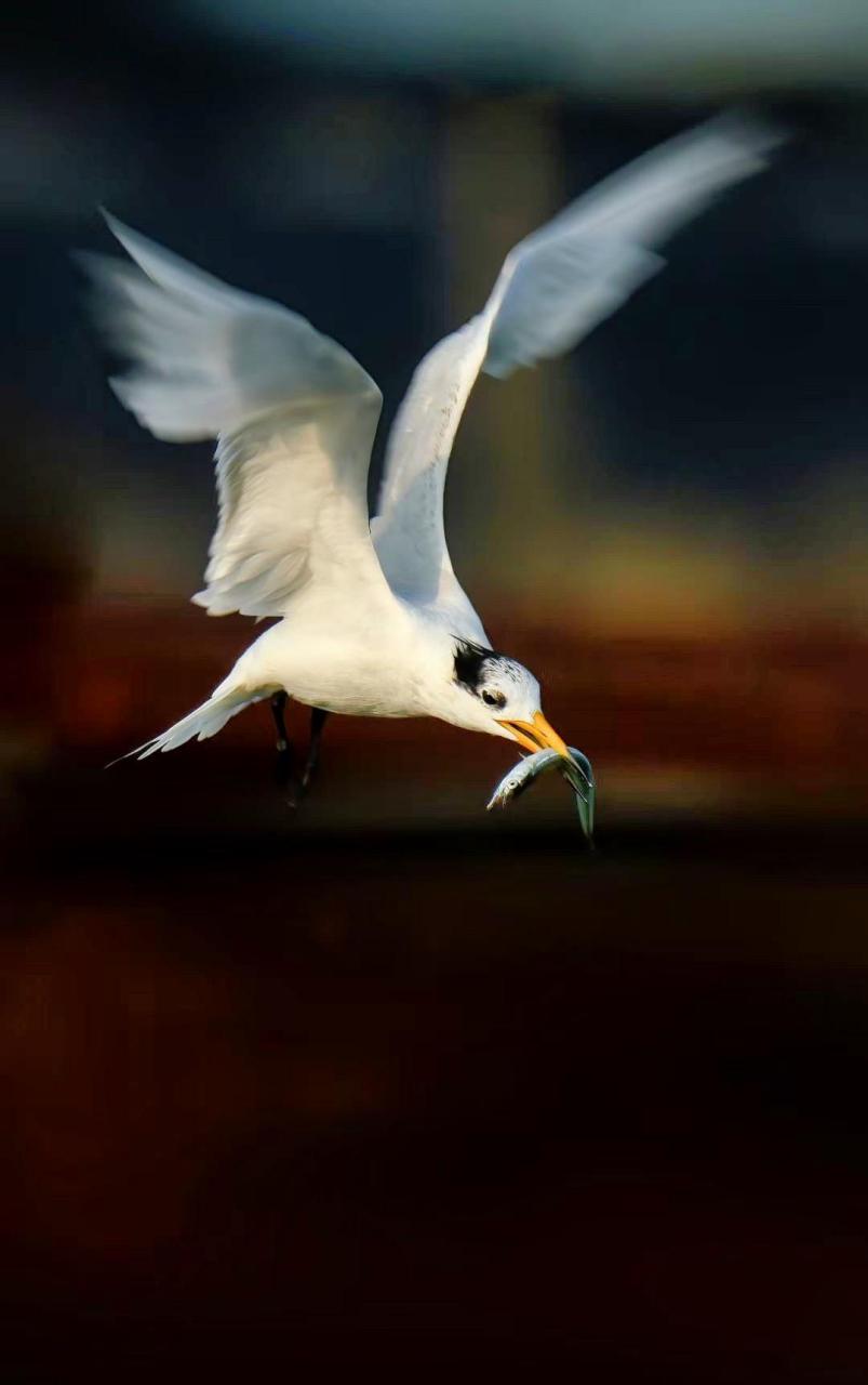 又名黑嘴端凤头燕鸥,神话之鸟,是世界上最濒危的鸟种之一,是鸥科鸟类