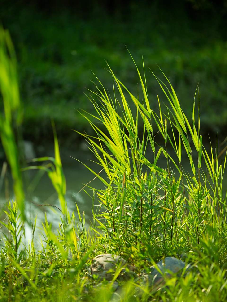 绿色是治愈系的颜色|初夏的芦苇 一江春水向东流, 满塘芦苇碧如绿.
