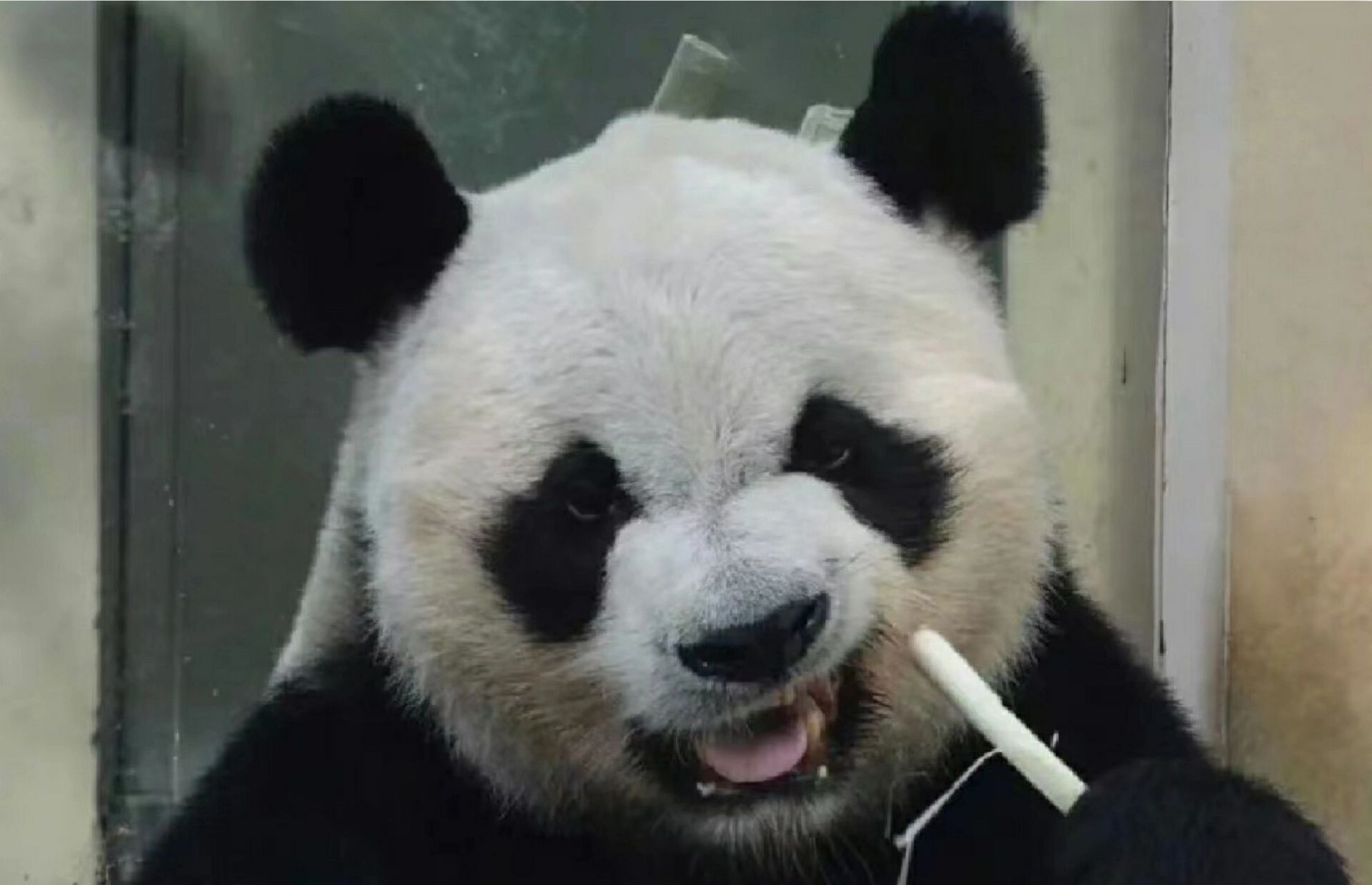 大熊猫界脱星,战五渣,凶起来谁都怕~缘小