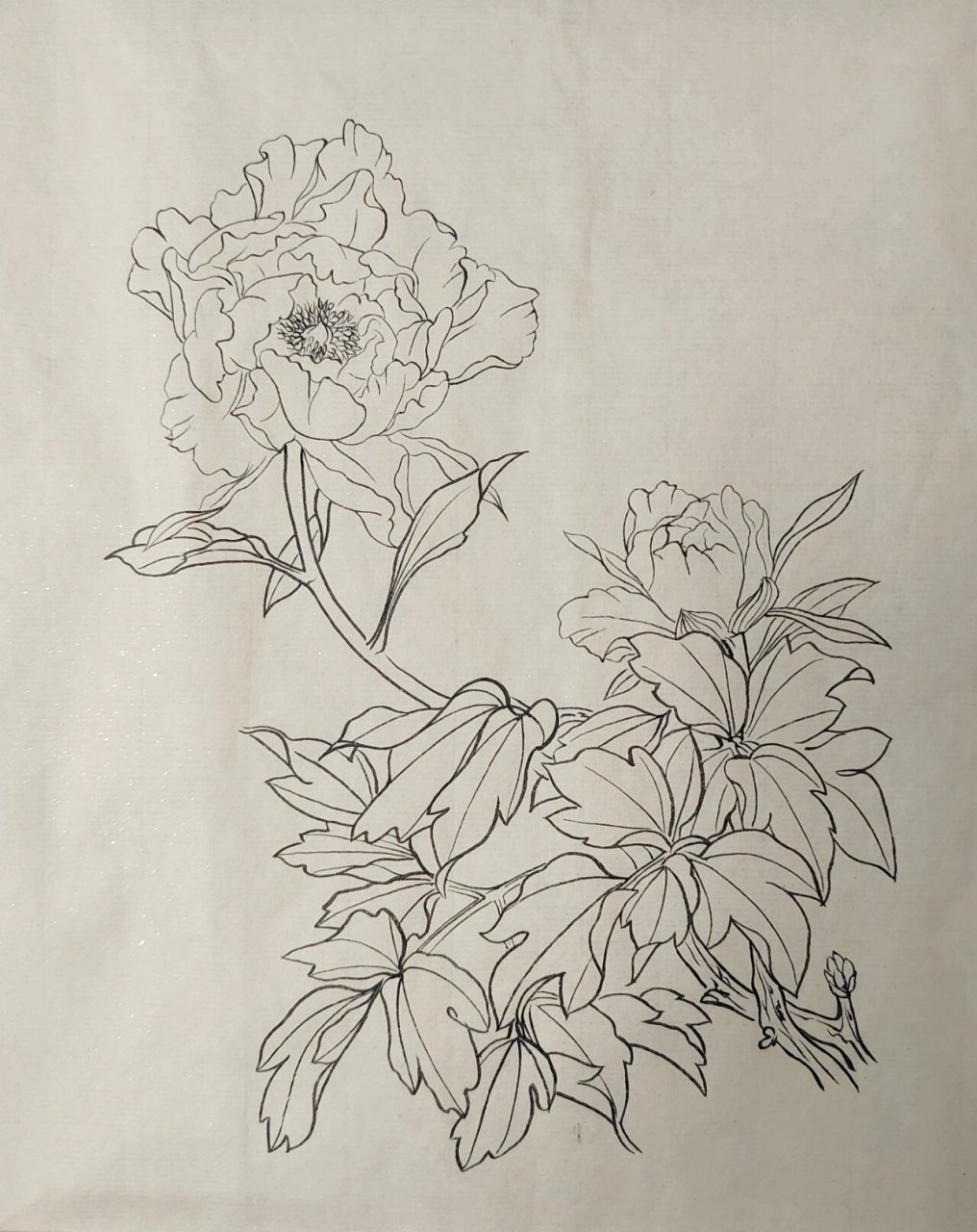 工笔|白描|折枝花卉 线稿练习 国画素材 花鸟线稿 白描底稿