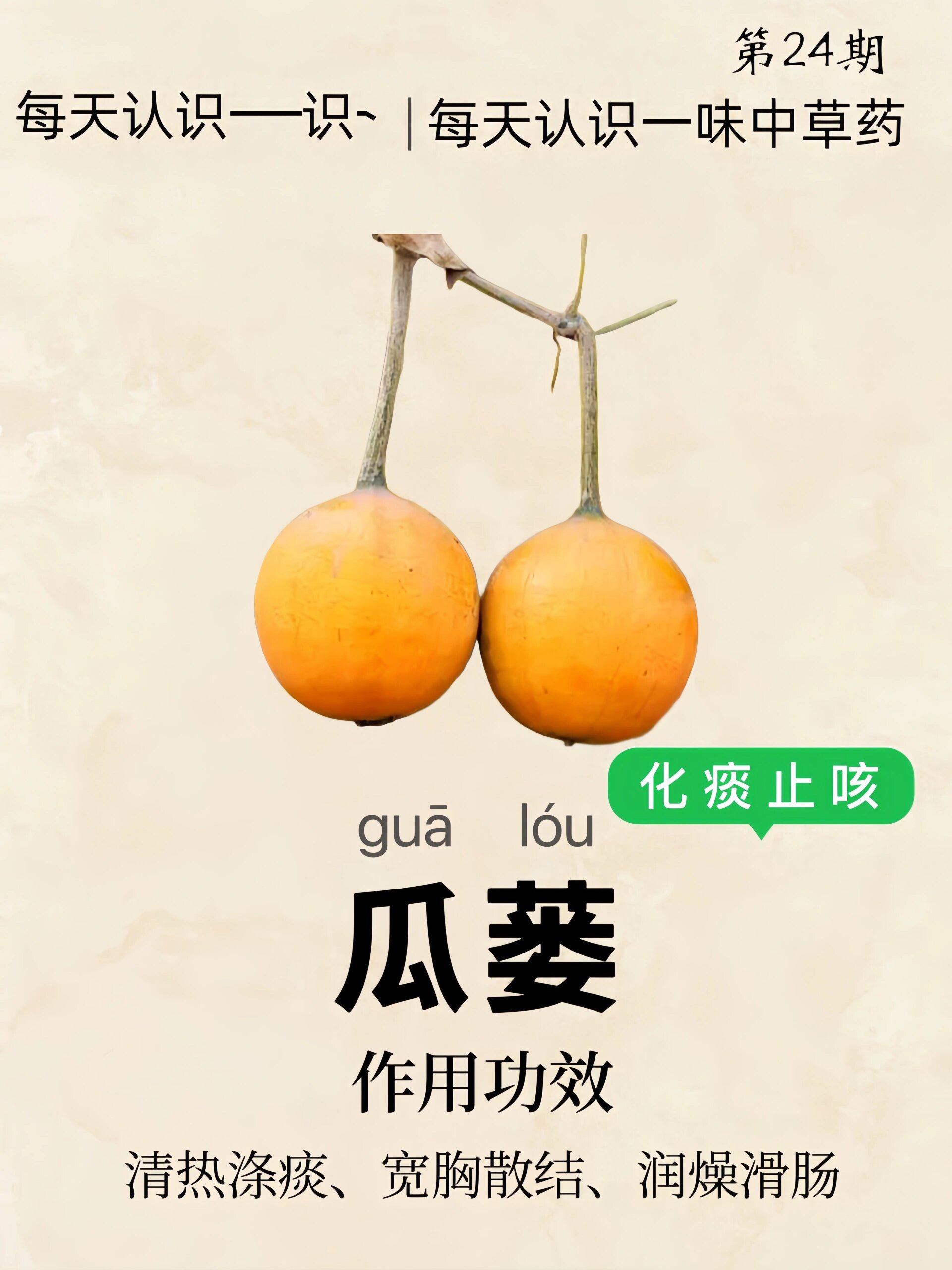 第24期61每天认识一味中草药|瓜蒌