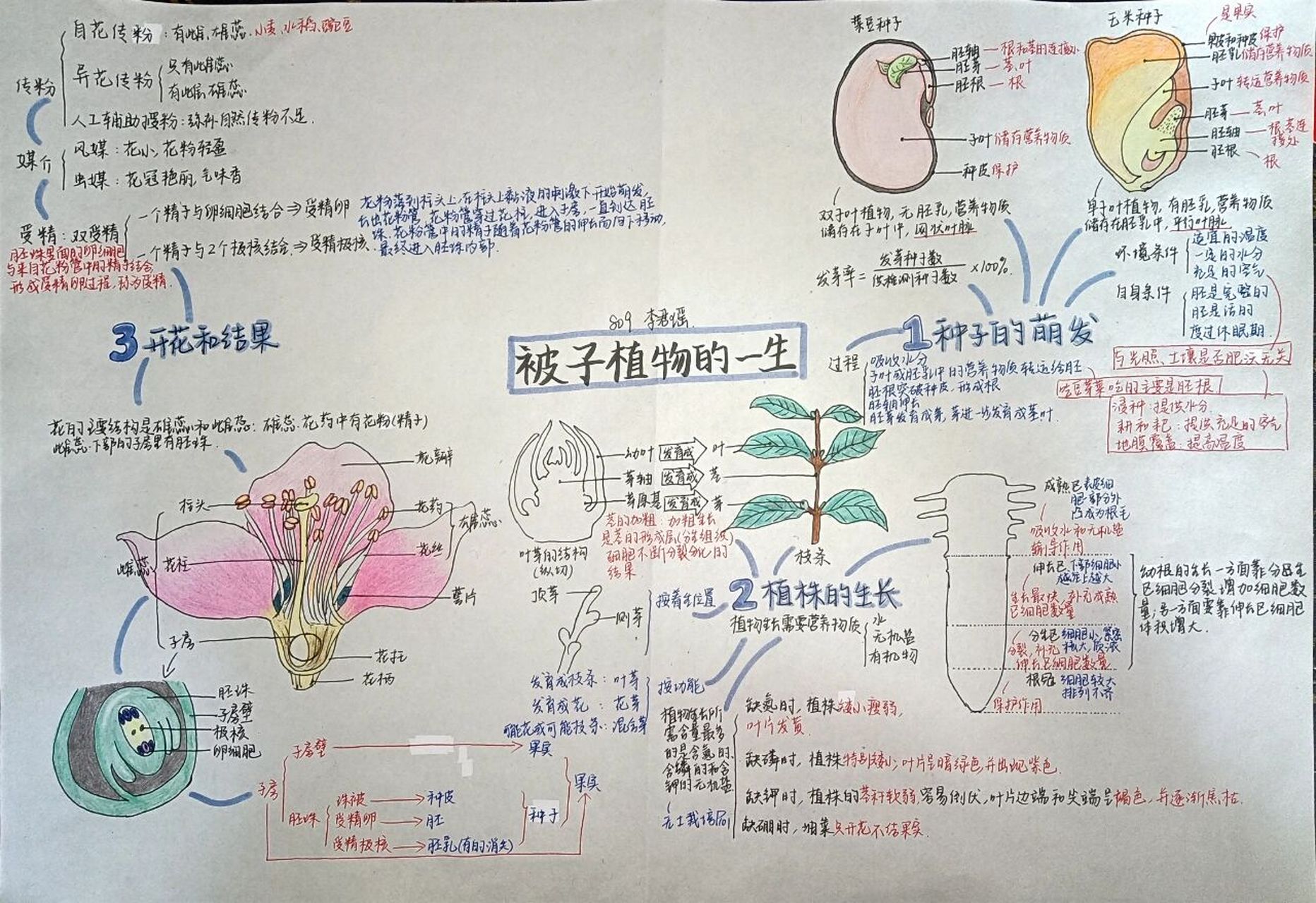 植株的生长的思维导图图片