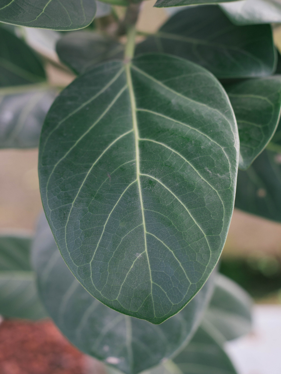 好天气和发光的孟加拉榕 超级茂盛的孟加拉榕,森林绿颜色的叶片,状态