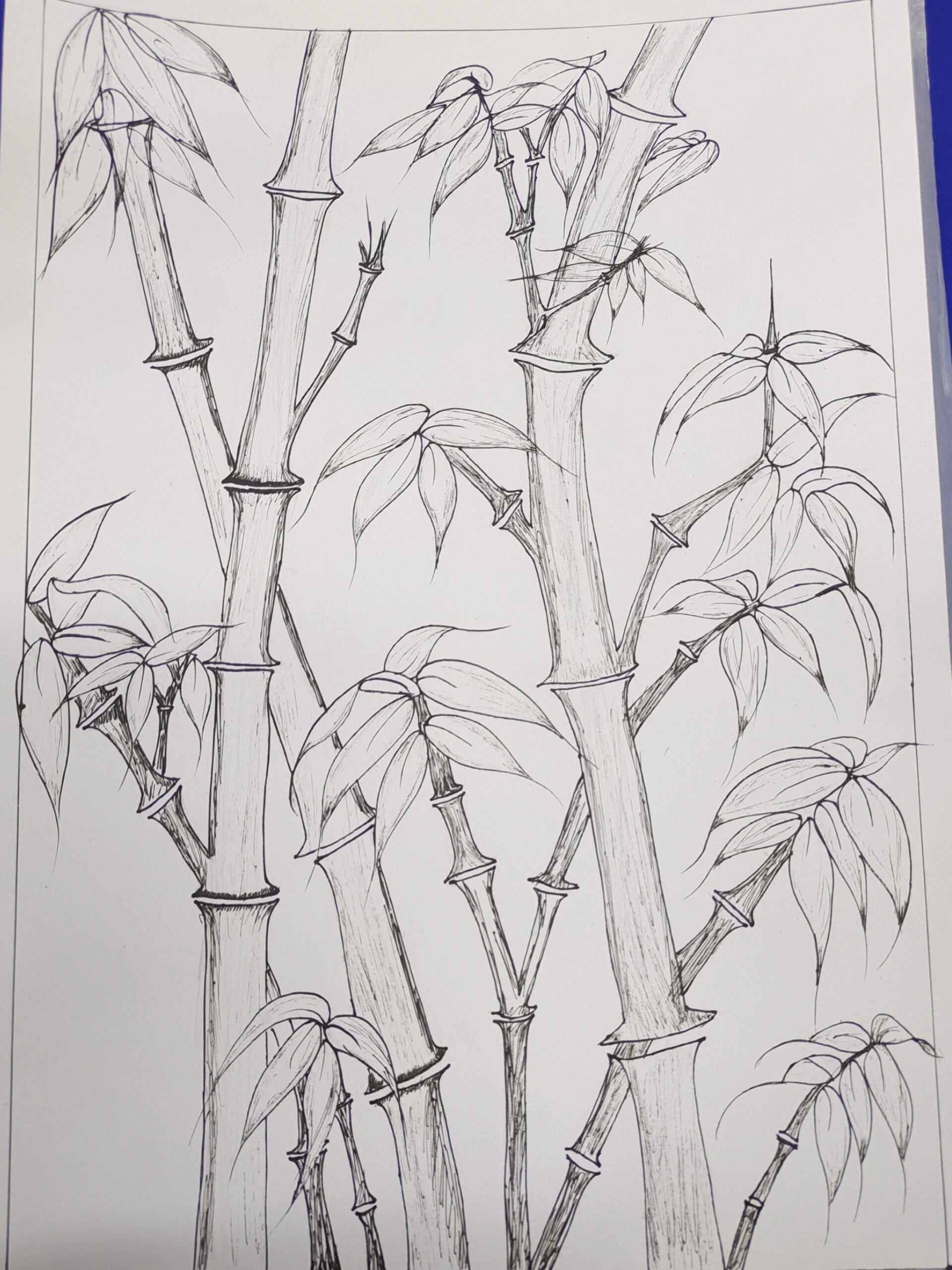 线描植物 竹子2.0版本