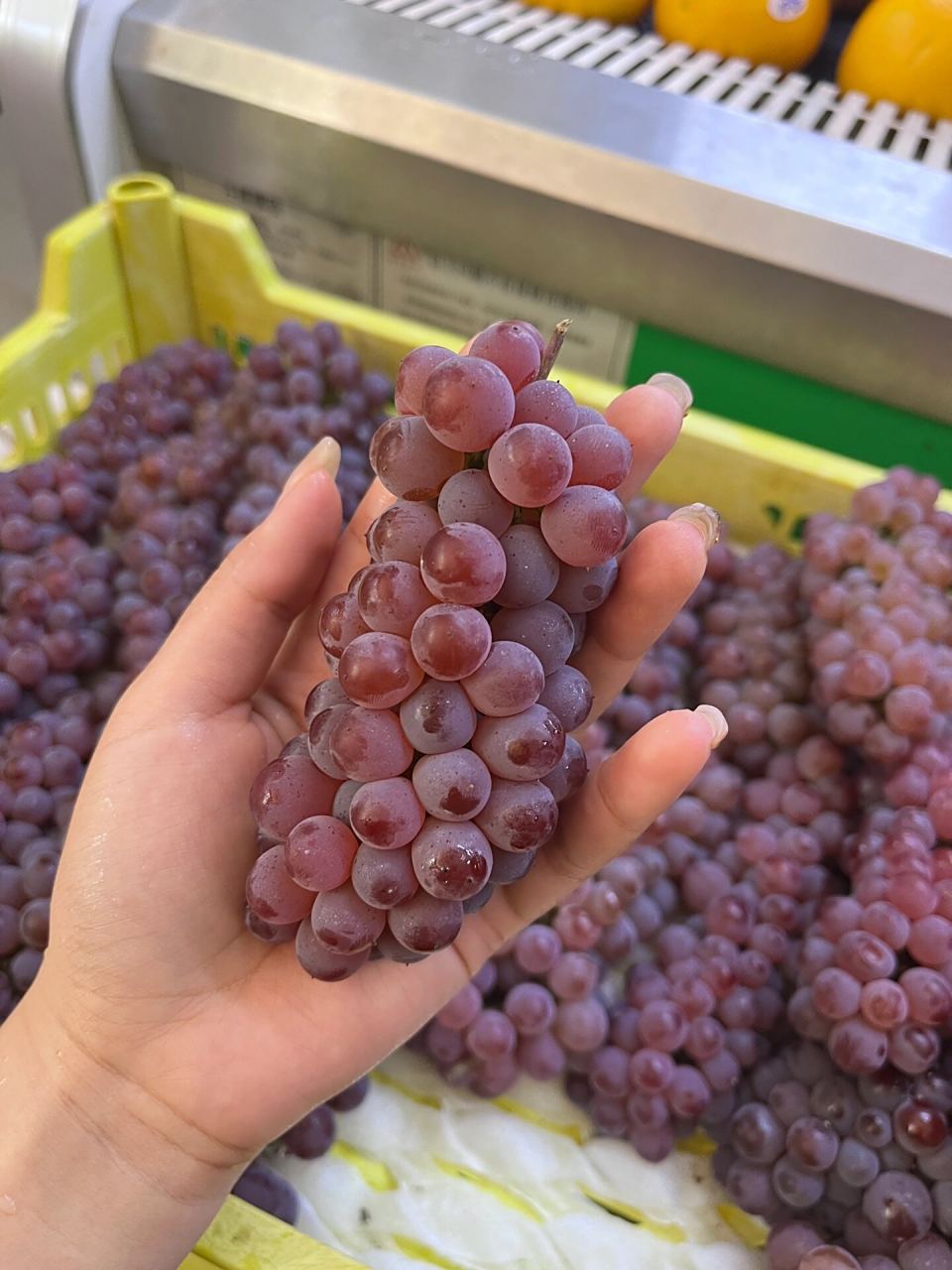 真的会有会有这么小一个的葡萄吗 老板说这叫红珍珠葡萄 我刚看到的