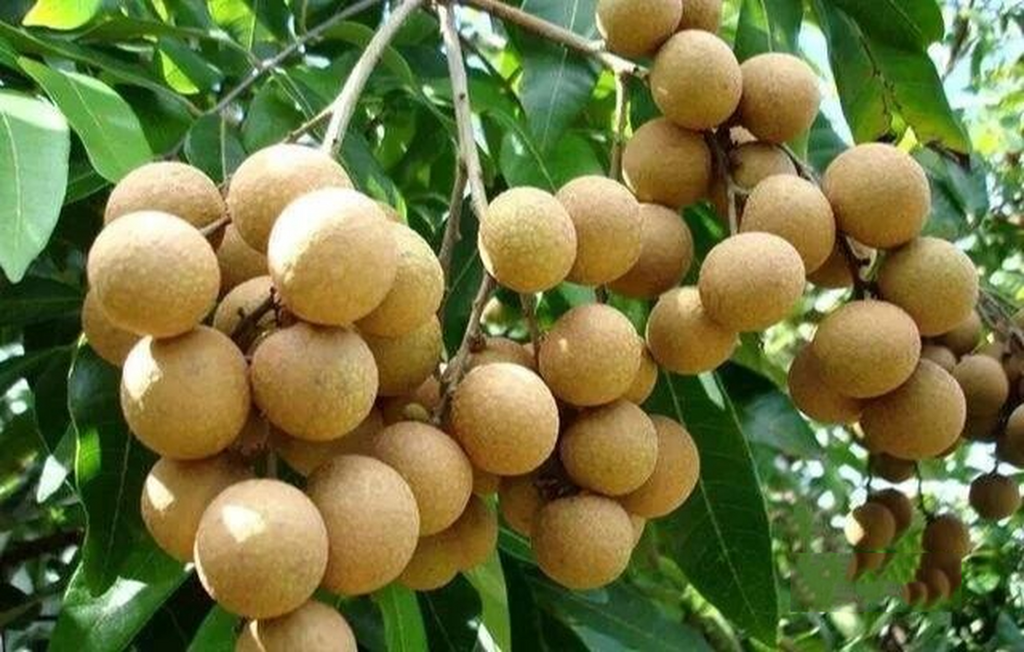 帕民龙眼(国家地理标志保护产品) 茂名储良龙眼,广东省茂名市高州市