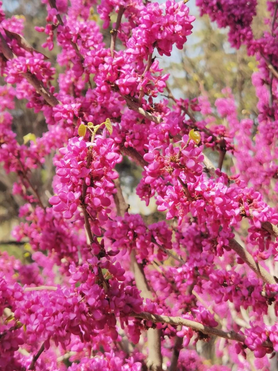 花海里的城阳(新天地广场)