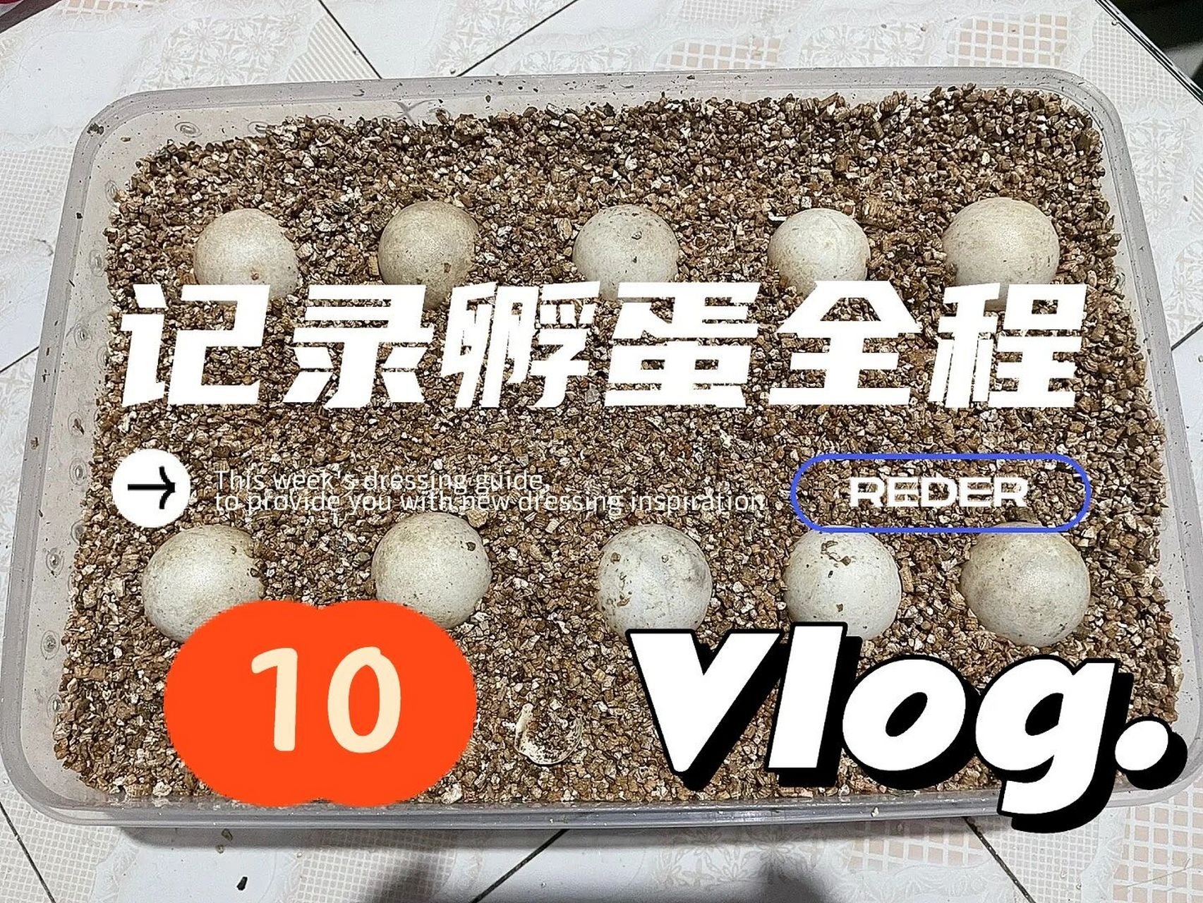 记录龟蛋孵化全过程2022.09.