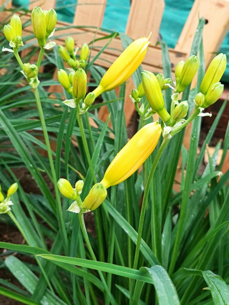 黄花菜与萱草91的区别,你知道吗?