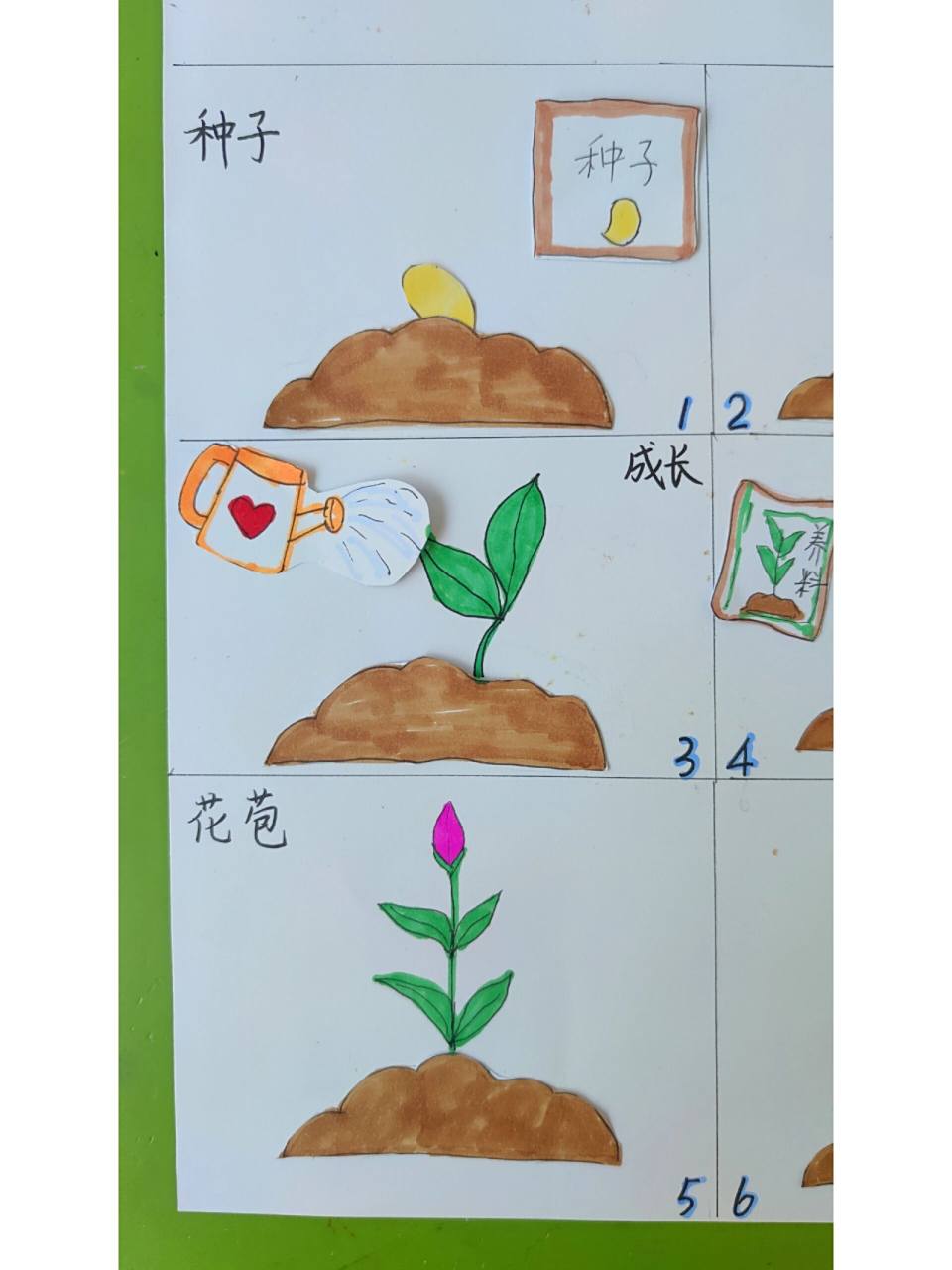 花朵种子的生长过程 绘画