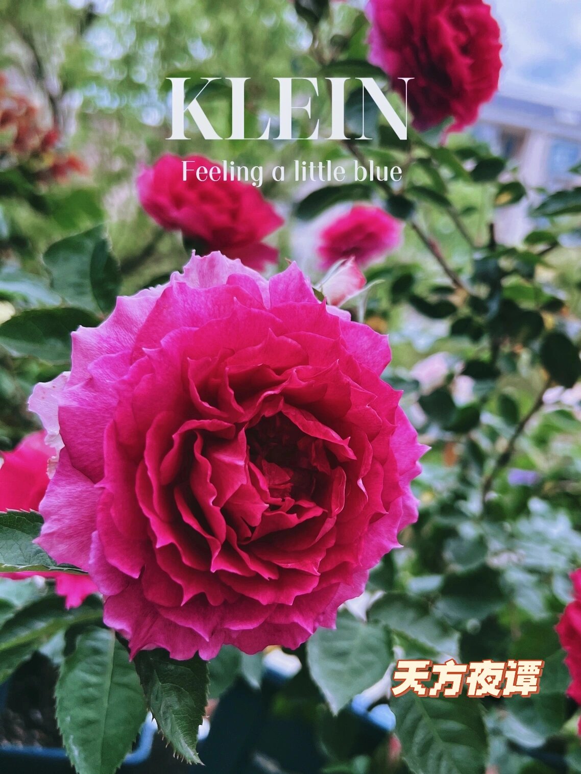 维萨里 维萨里是一款丰花月季品种,发布时间2012年,灌木型,包子花,花