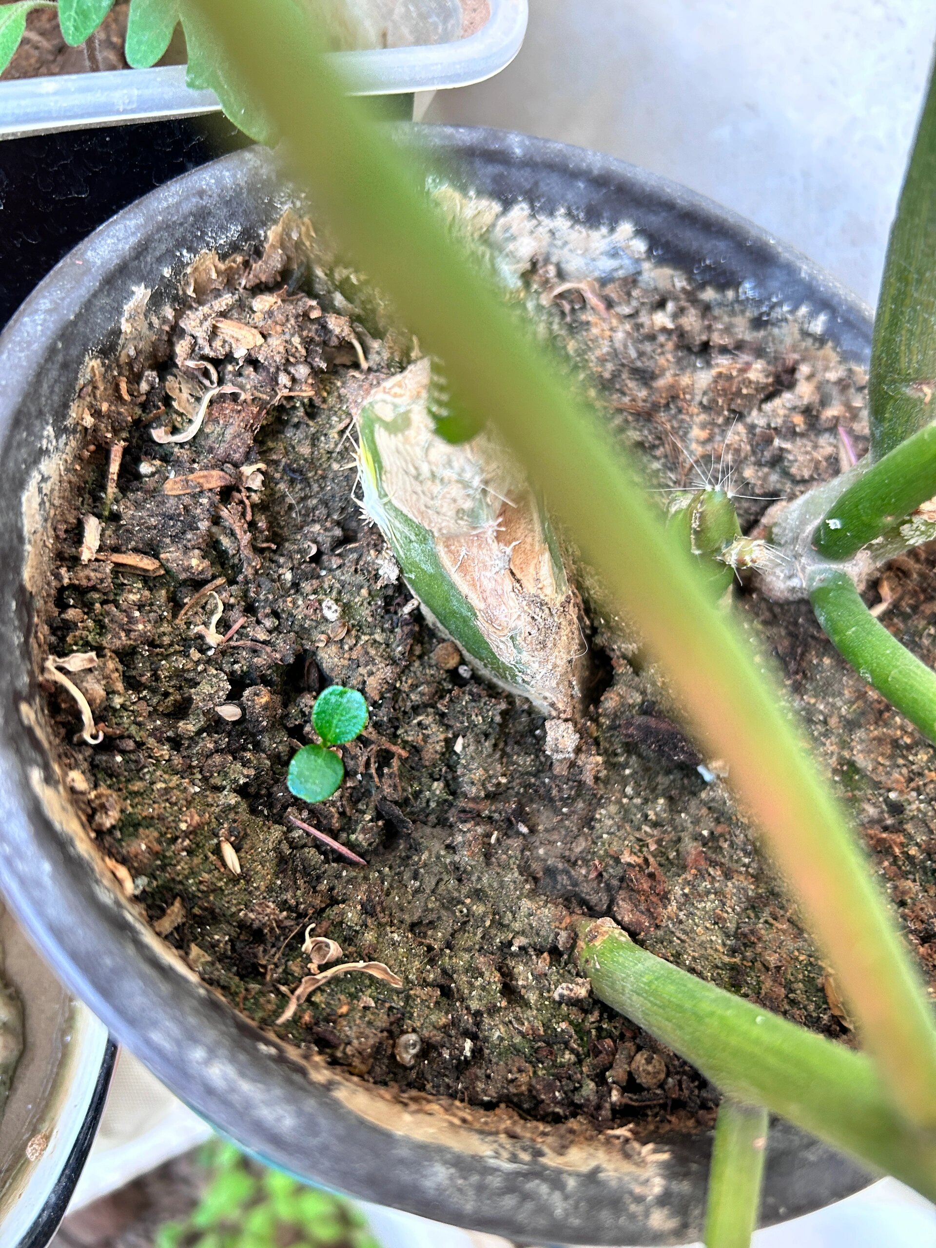 汉源贡椒 花椒籽出苗不少,应该可以养活几个