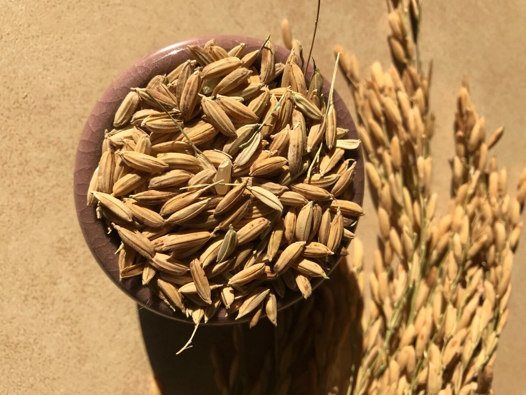 大米的由来 水稻脱壳后形成糙米,糙米在进行加工后形成大米#原产地