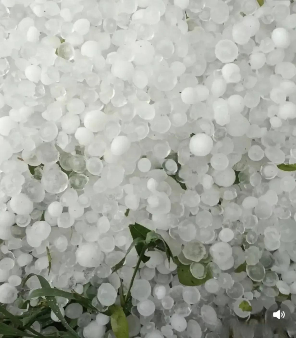 据说昨天淄博的临淄下冰雹了,而且下的冰雹好大好大,不知道农民的庄稼