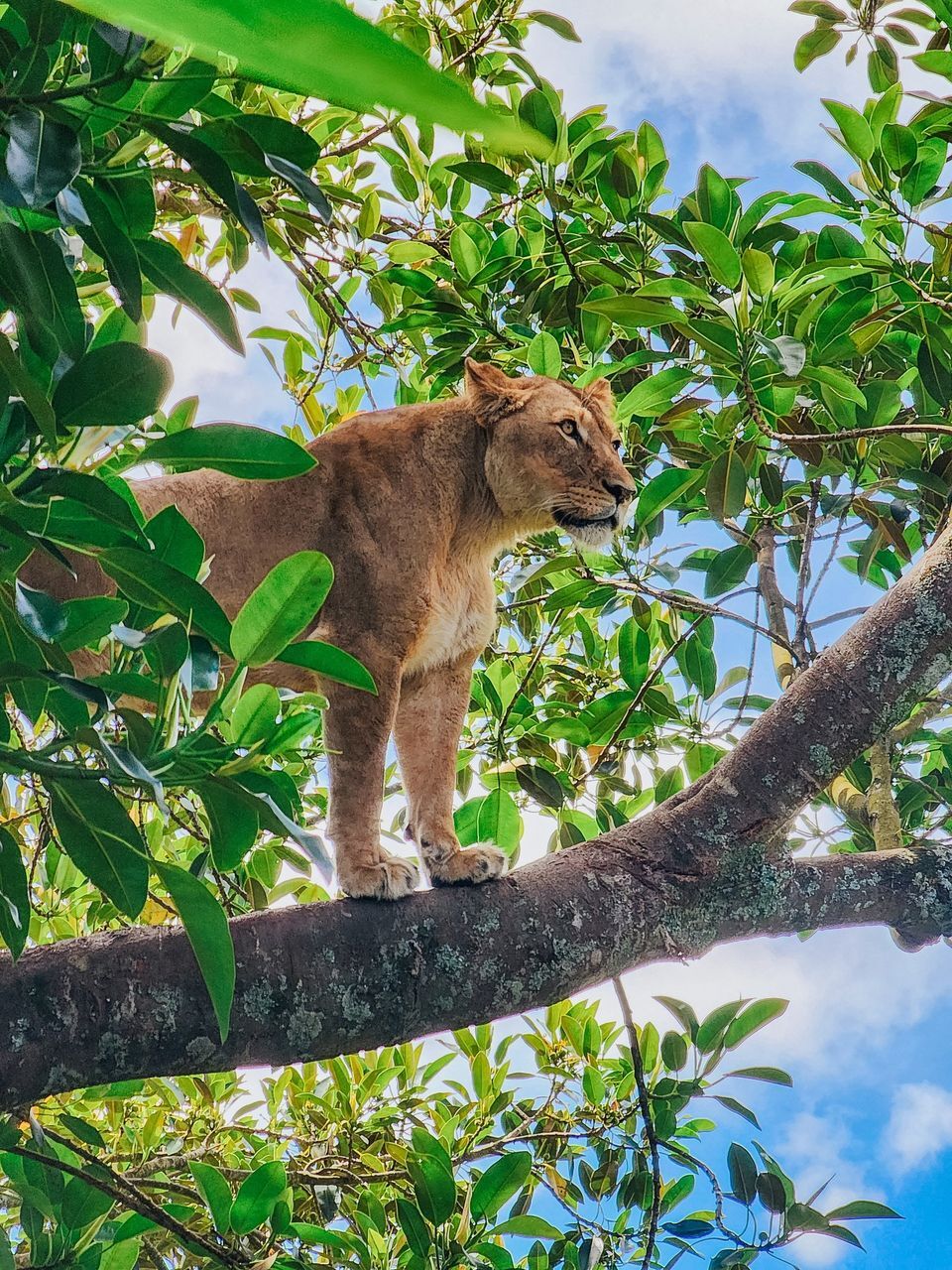 奥克兰动物园的狮子 图片来源:auckland zoo fb 	 #动物园#0202