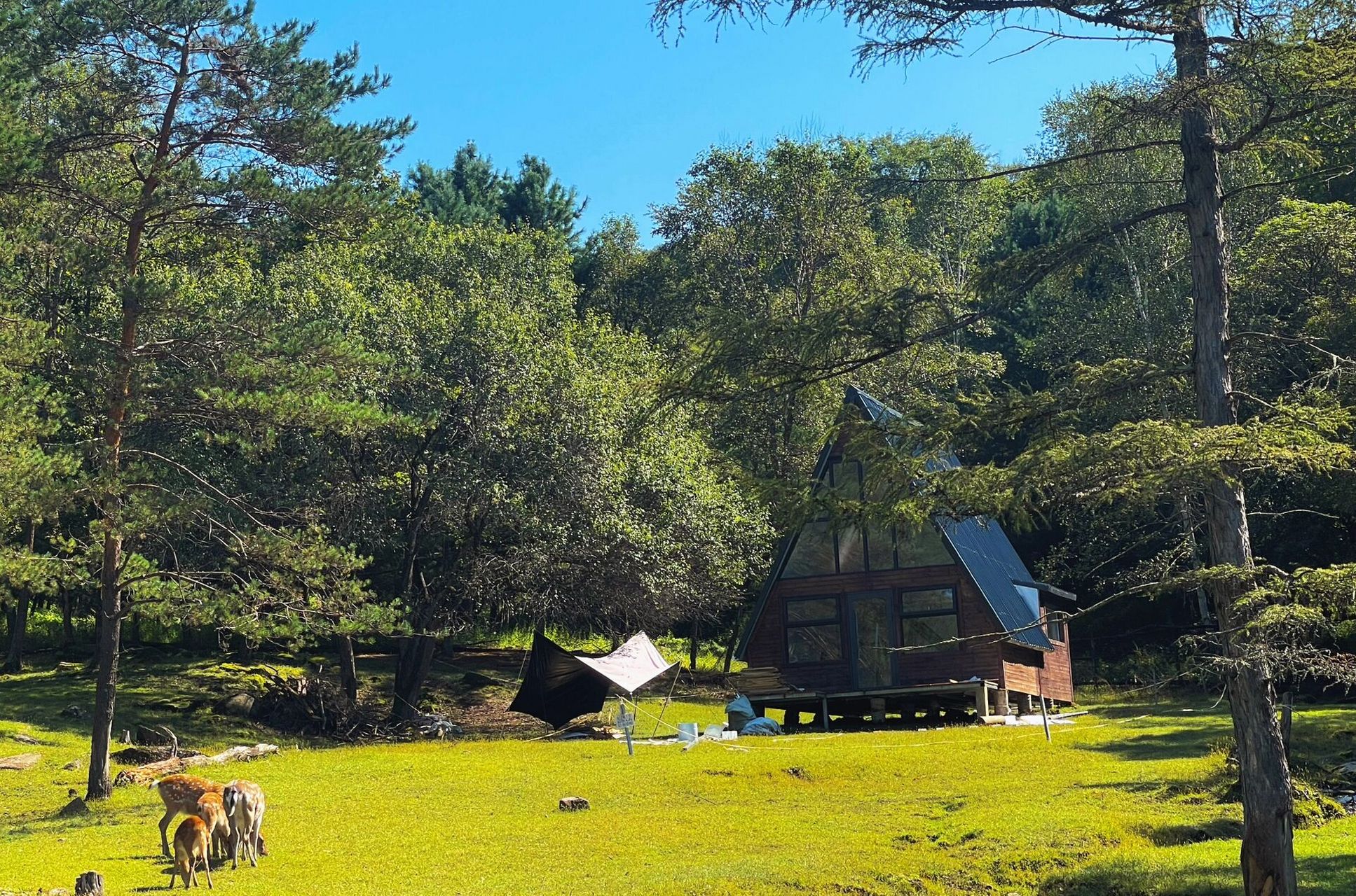 比奈良还要美的金山鹿苑 都来东北的鹿苑吧 在伊春 小鹿都很亲人 风景