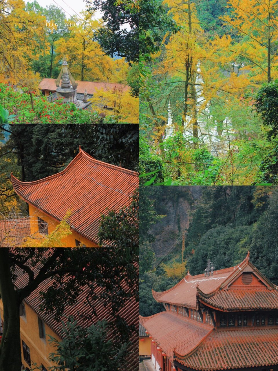 白岩寺 千年银杏·藏地佛寺 成都周边游|白岩寺 千年银杏·藏地佛寺