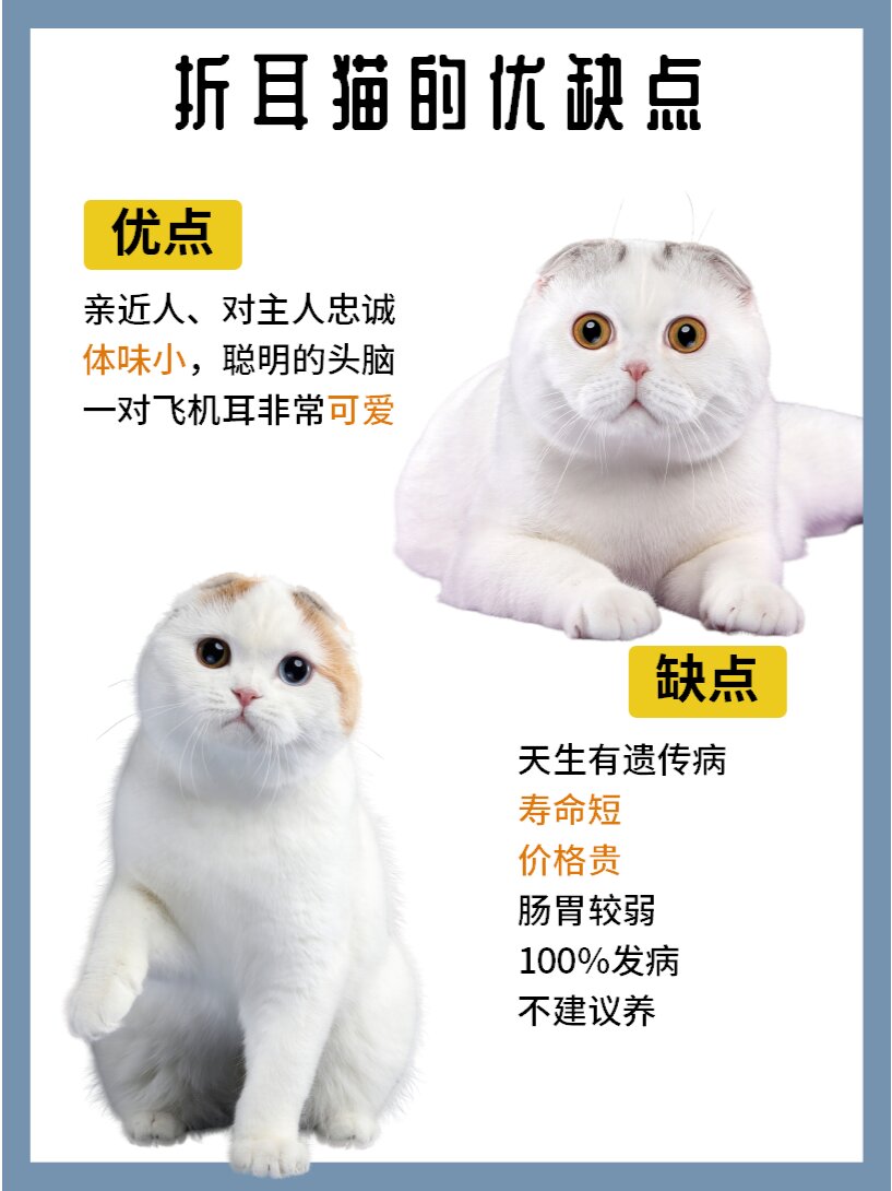 1分钟认识1只猫苏格兰折耳猫
