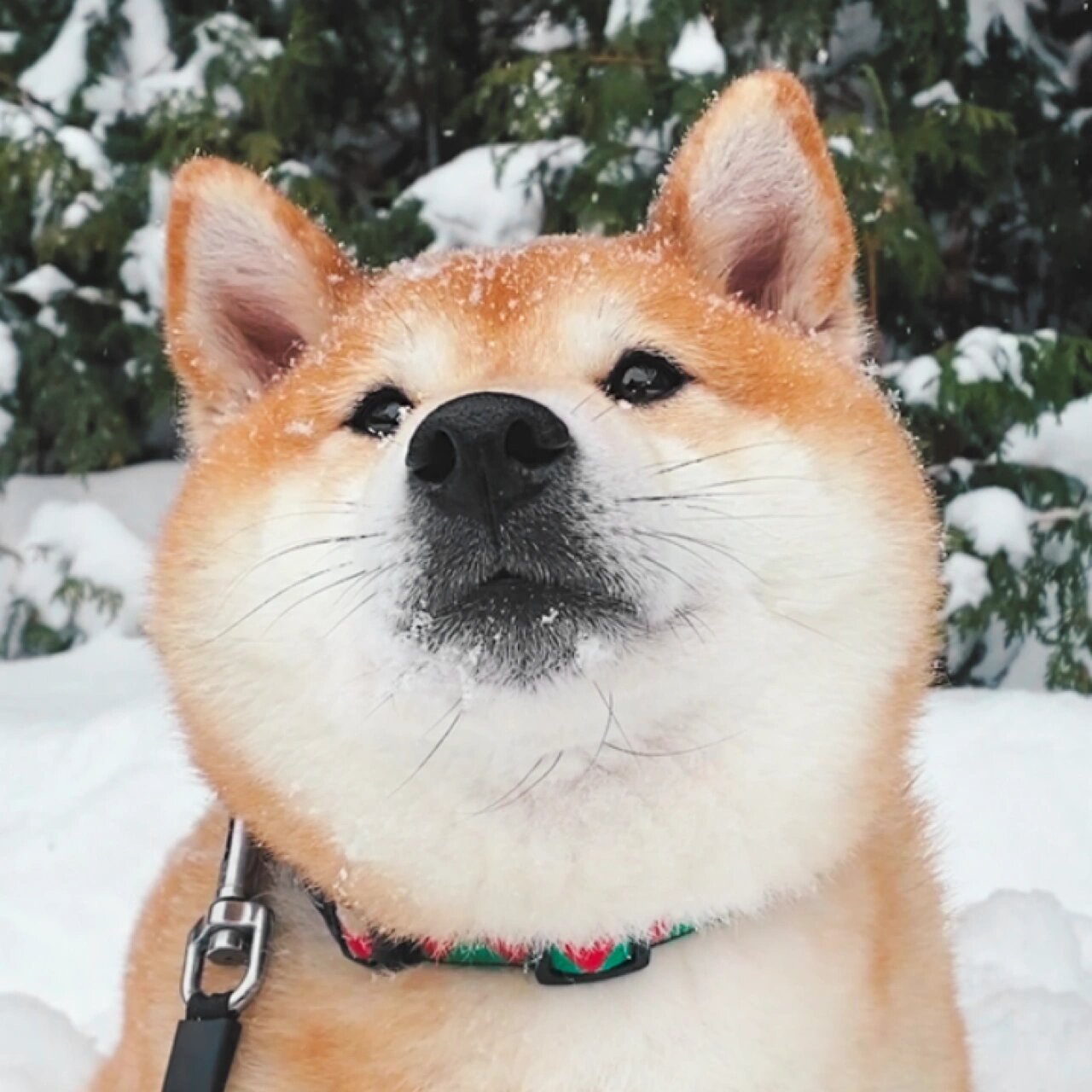 冬日柴犬情侣头像7615雪和柴柴真是太配了 下大雪了,oka chako玩