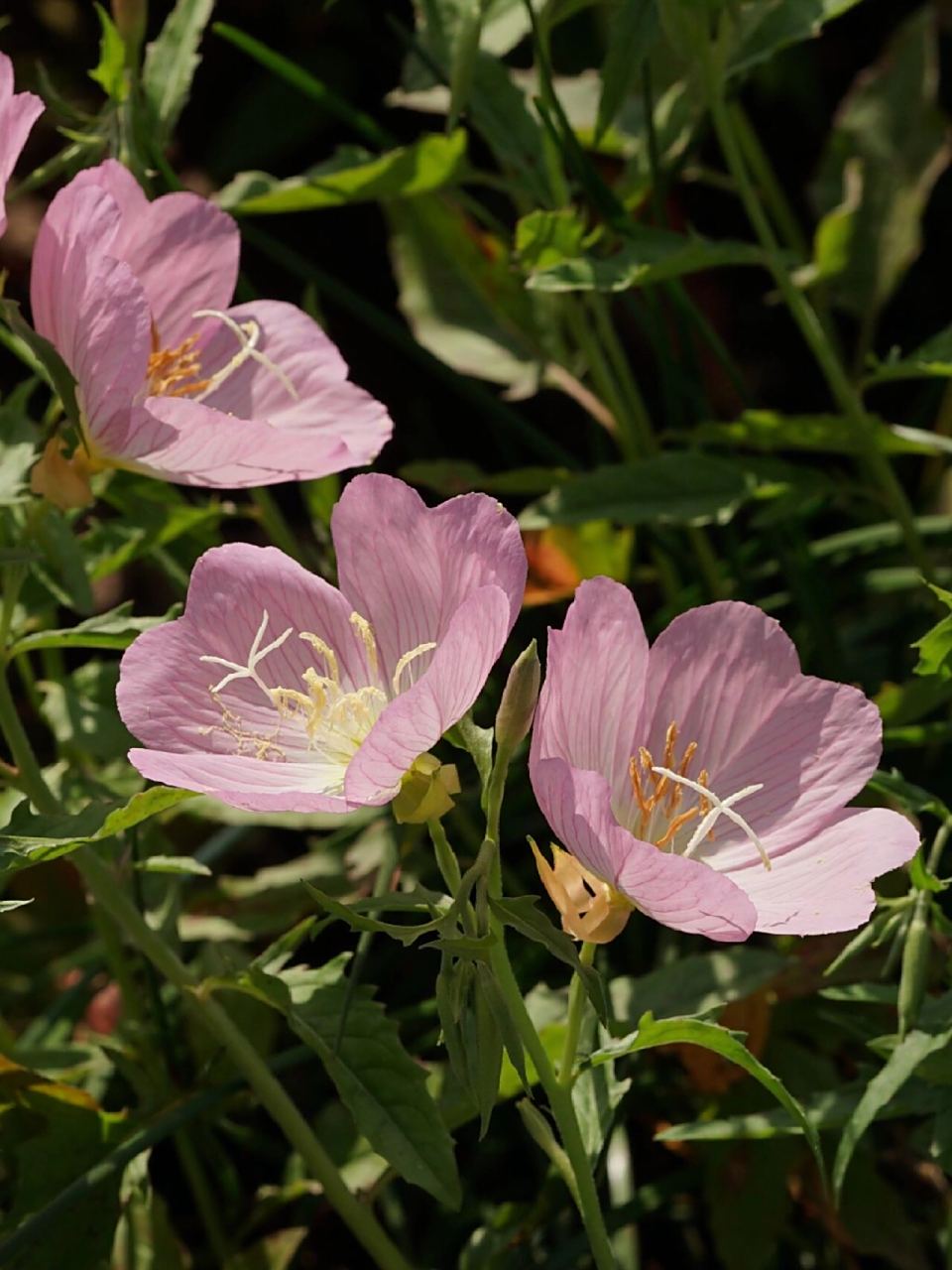 身边的植物10 - 美丽月见草 美丽月见草 oenothera speciosa 桃金娘目