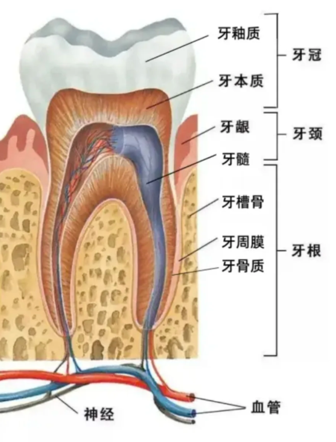 牙髓腔也叫髓腔,就在牙齿中间,里面装着牙髓