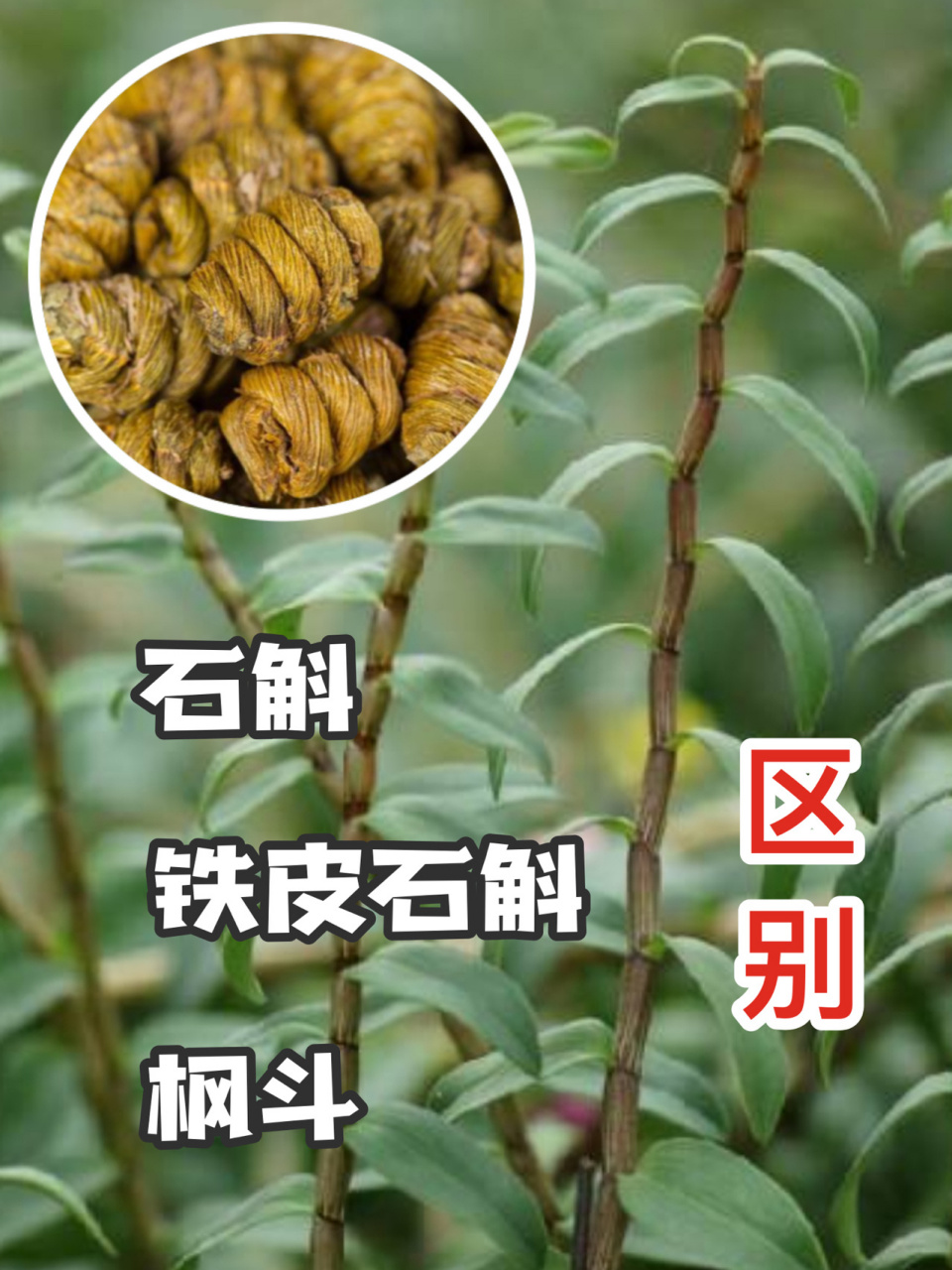 石斛是一味滋阴圣药,位居九大仙草之首.