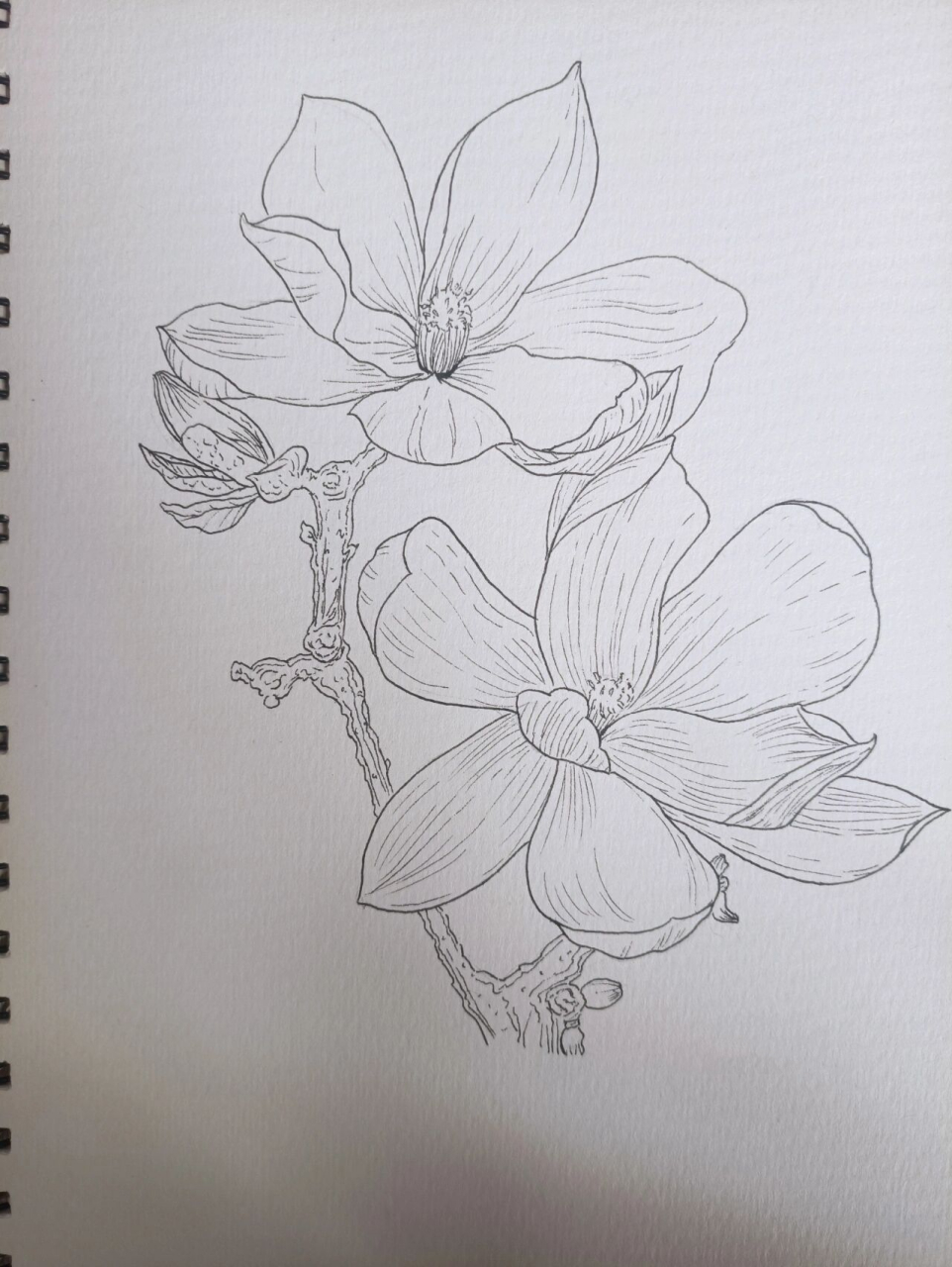 上刚好刷到了漂亮的玉兰花的图,干脆就速度画了一张.