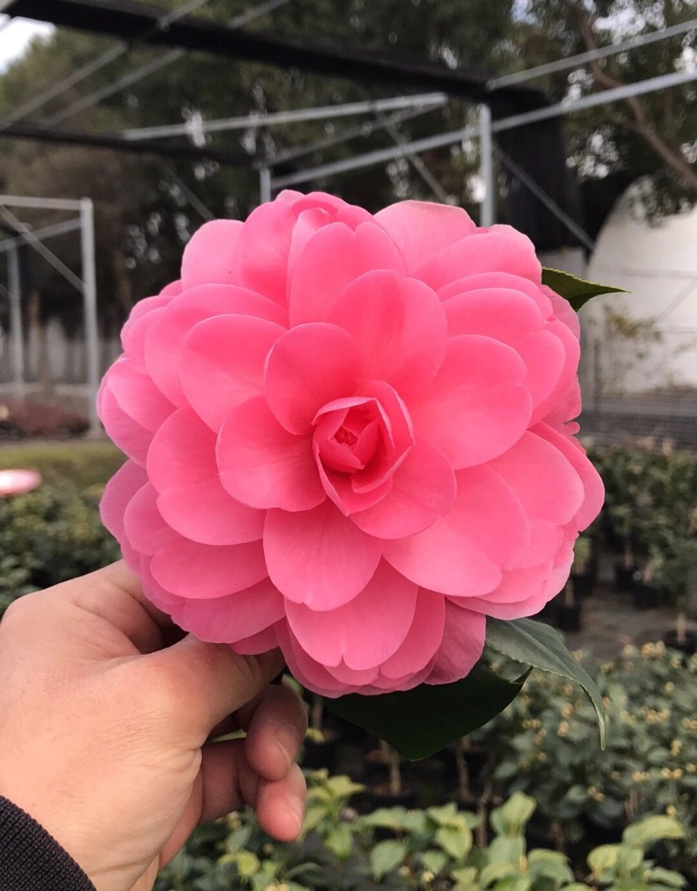 经典茶花品种 红乔伊 月季花型代表,重瓣玫瑰花型,耐寒不低于-5℃.