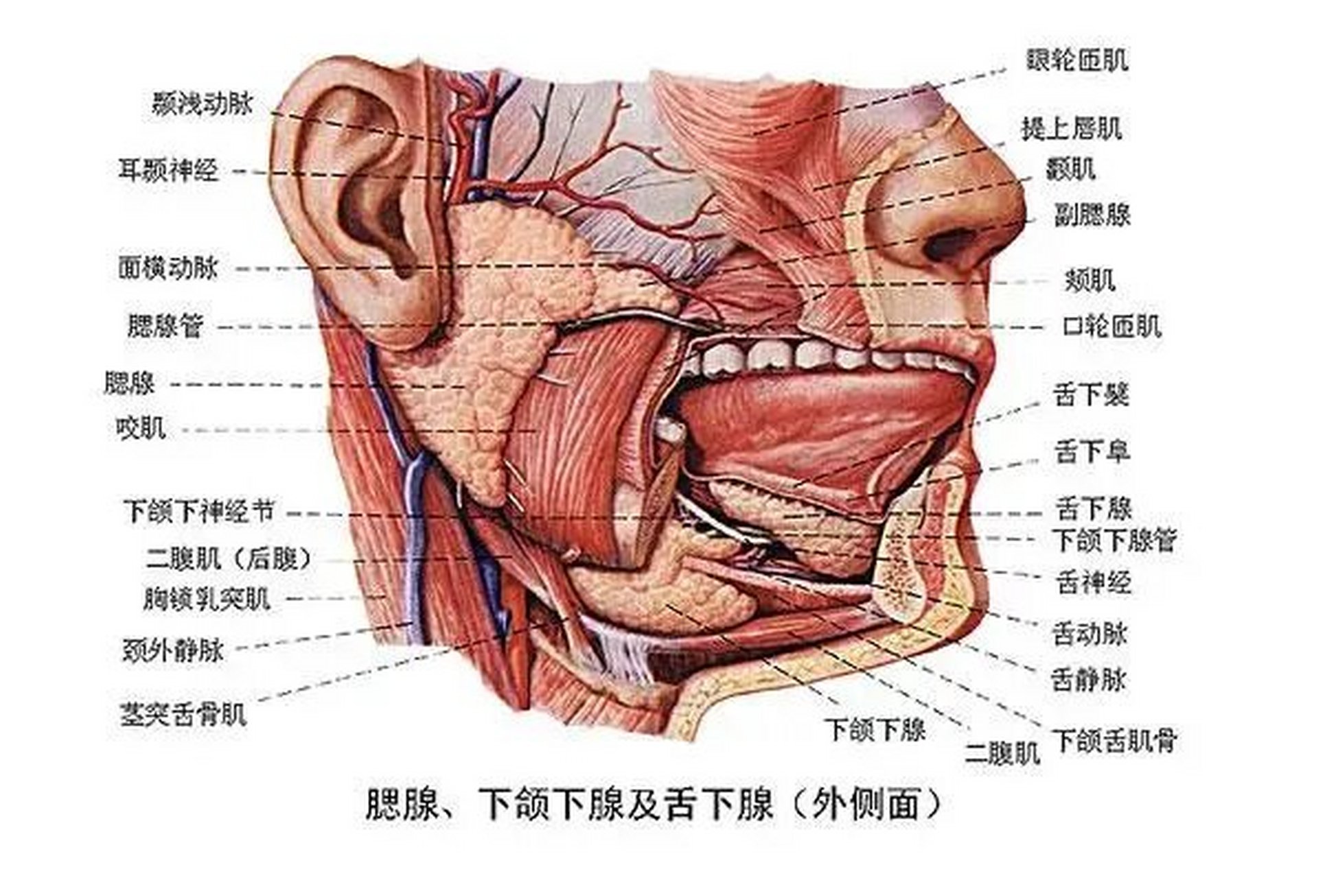 颚部示意图图片