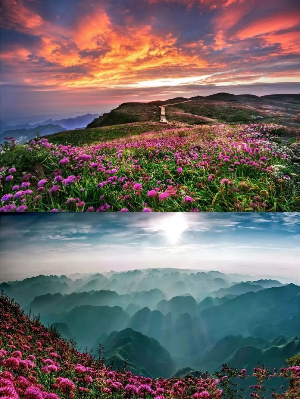 贵阳周边游||云上花海—阿西里西韭菜坪 阿西里西韭菜坪景区位于贵州