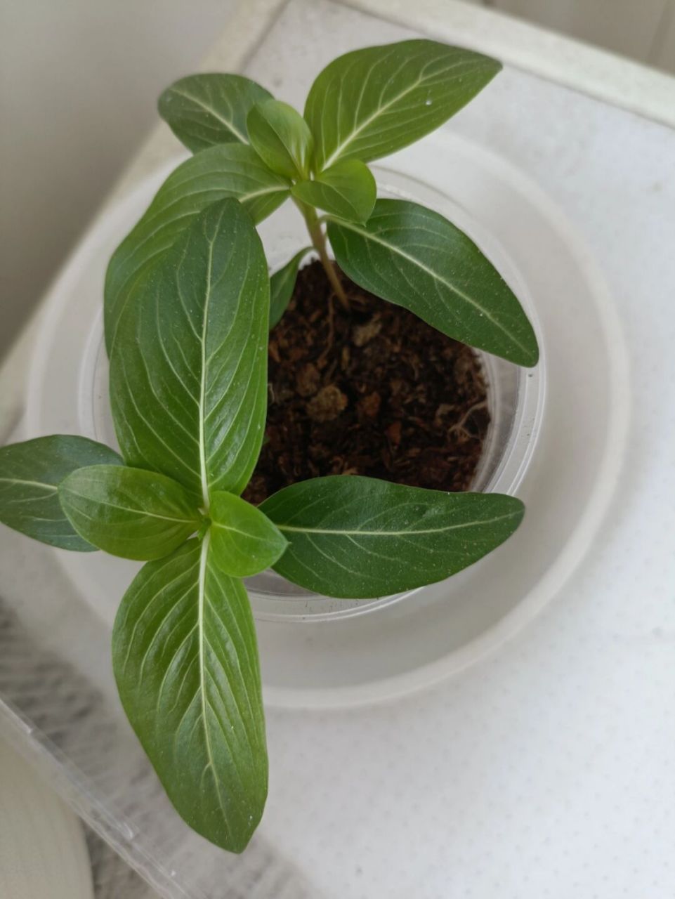 太阳花播种太密 如图,感觉太阳花播的有点密了,但又不知道该怎么操作