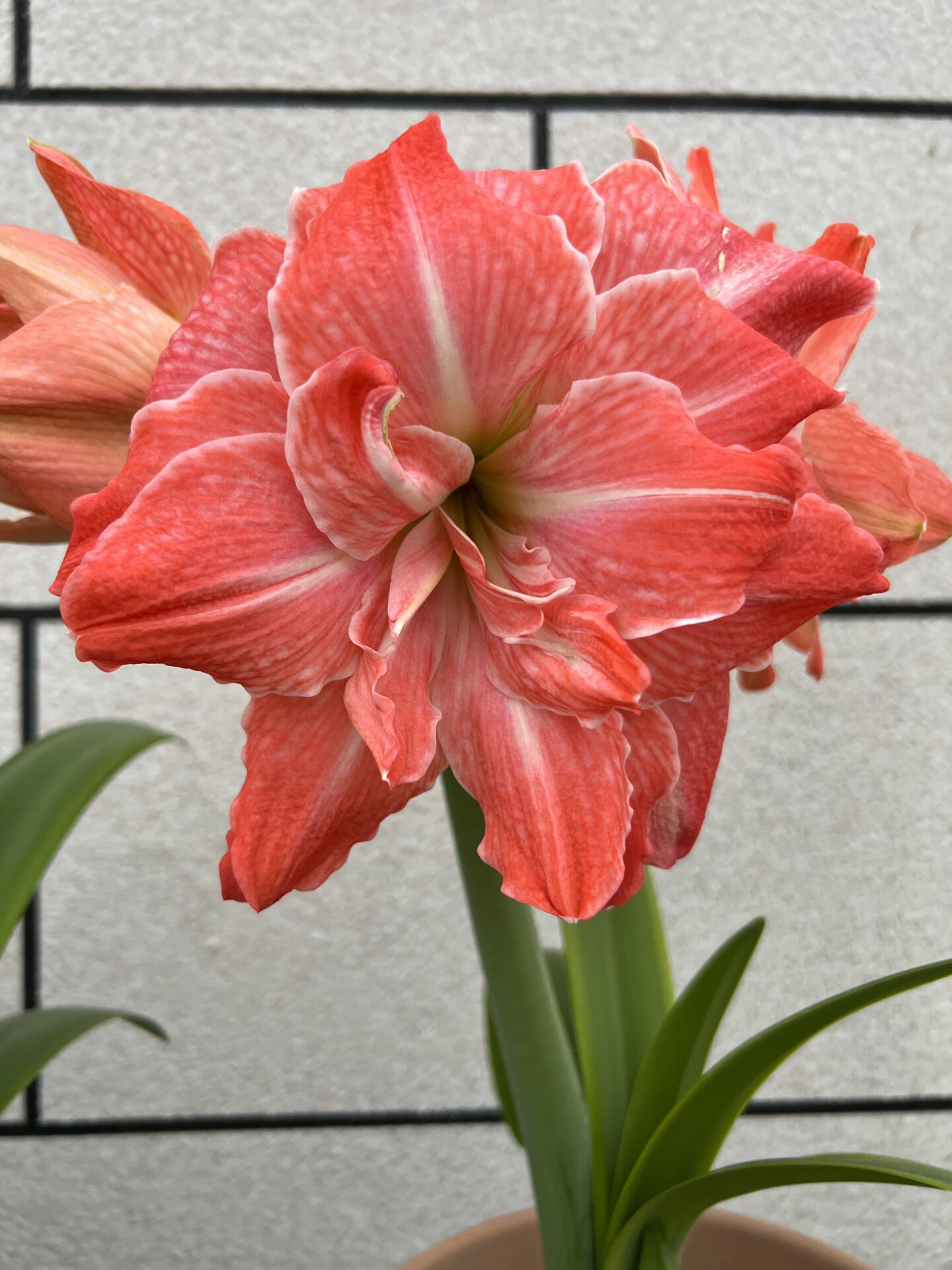 朱顶红-火烈鸟黛丝 实物看觉得还行,颜值过关但不惊艳遇到z正常价格可