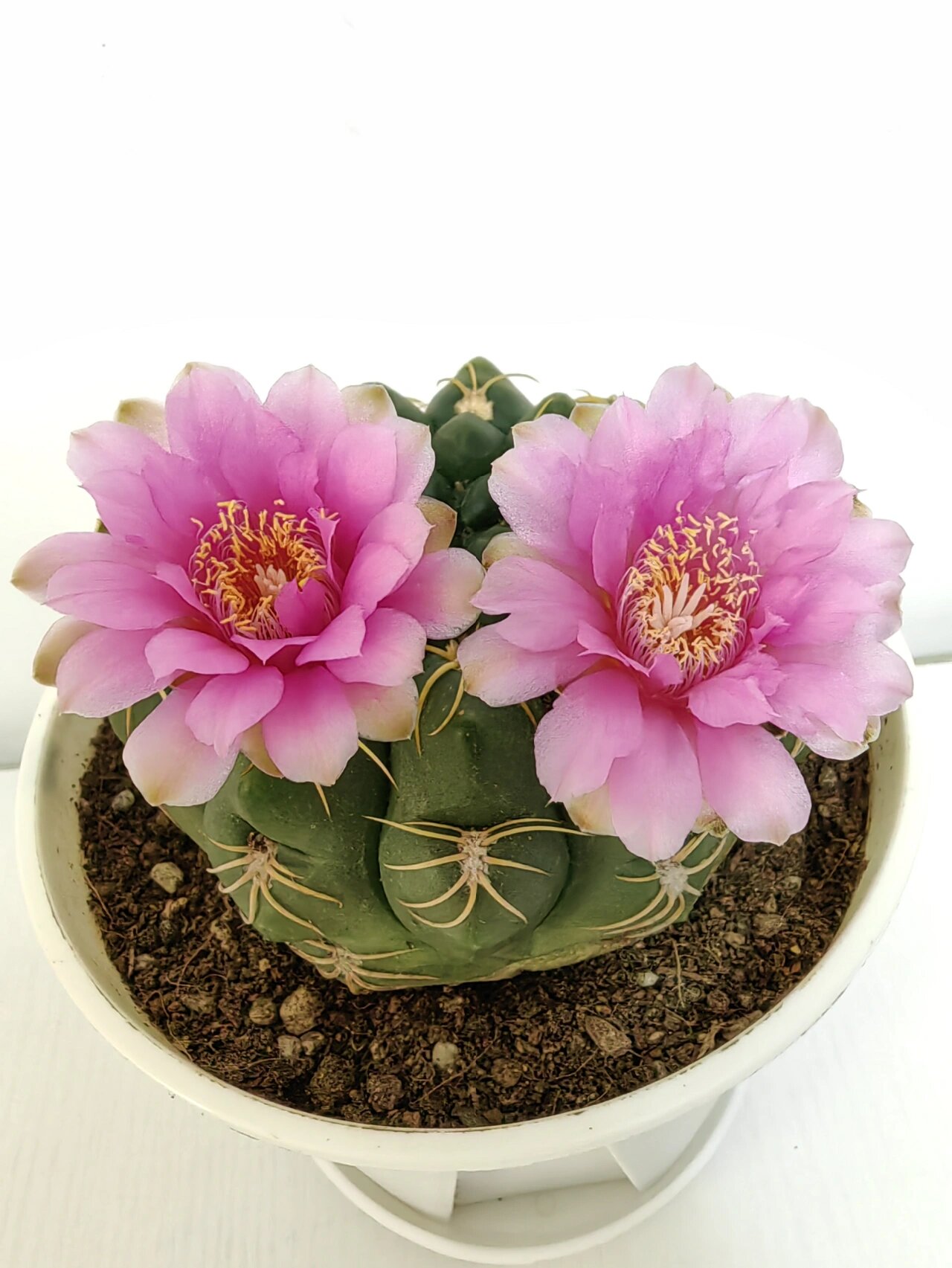 仙人球 美花海王 第三天开得最美!