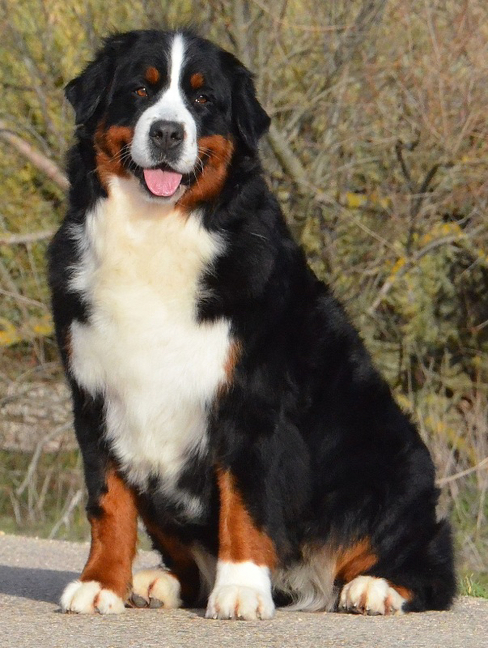 10个适合新手却被低估的宝藏犬种(8) 瑞士伯恩山犬 	 92这个来自