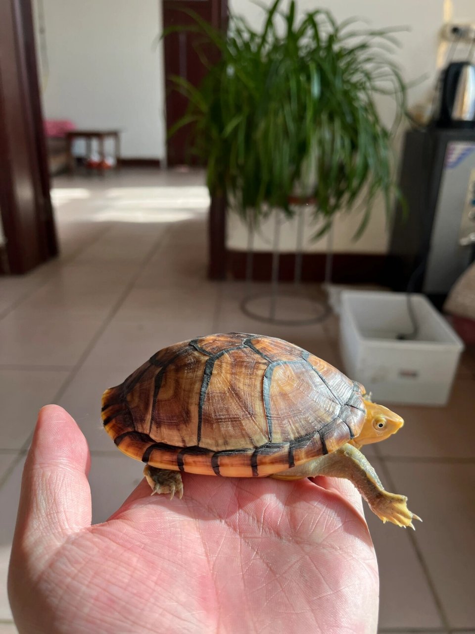 欣赏原相机下的白唇龟 蛋龟中壳子最好的品种,坚硬油光锃亮