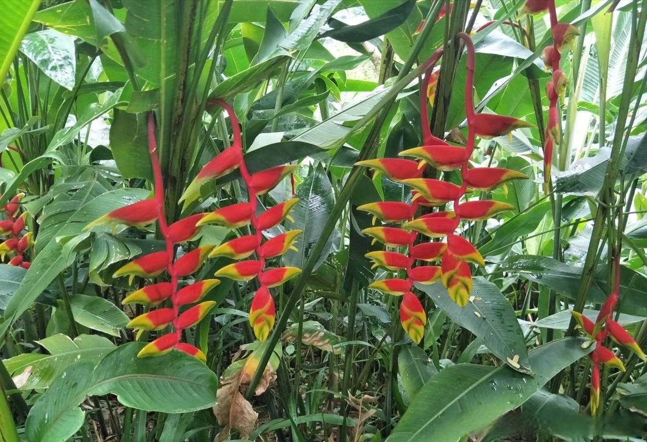 蝎尾蕉:芭蕉科,蝎尾蕉属多年生草本植物.株高可达260厘米.