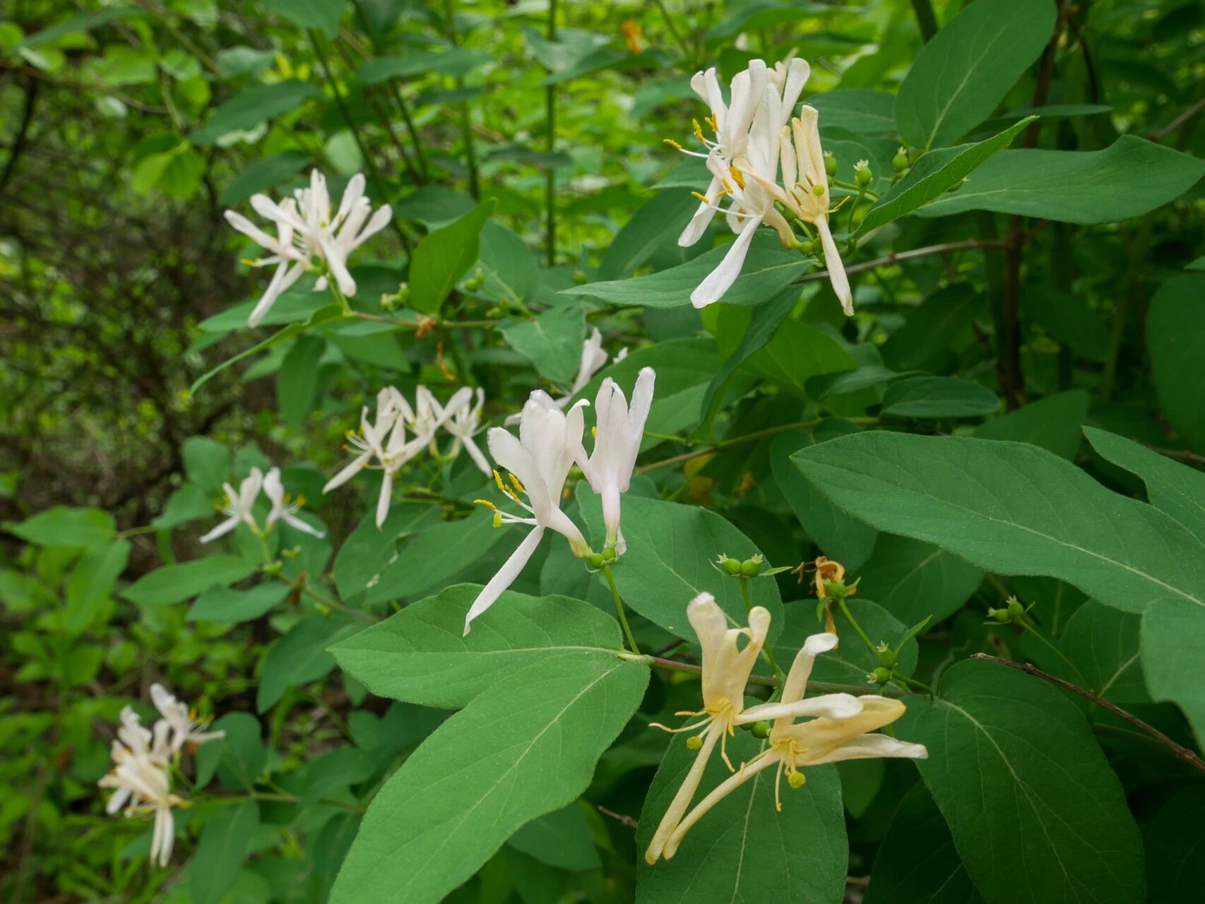忍冬又叫金银花.它的花和花蜜没有毒