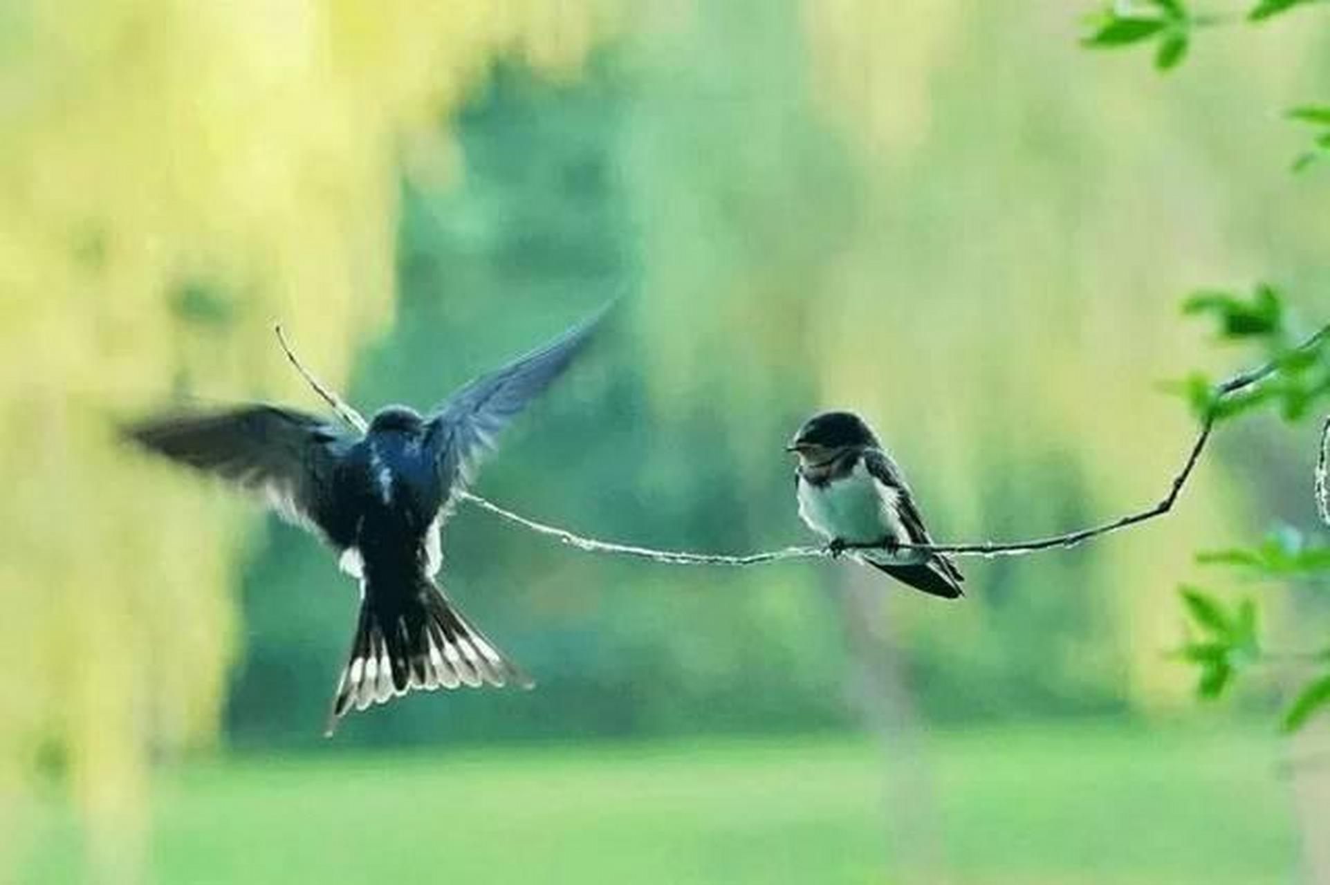 《迎燕》 葛天民 〔宋代〕 咫尺春三月, 寻常百姓家.