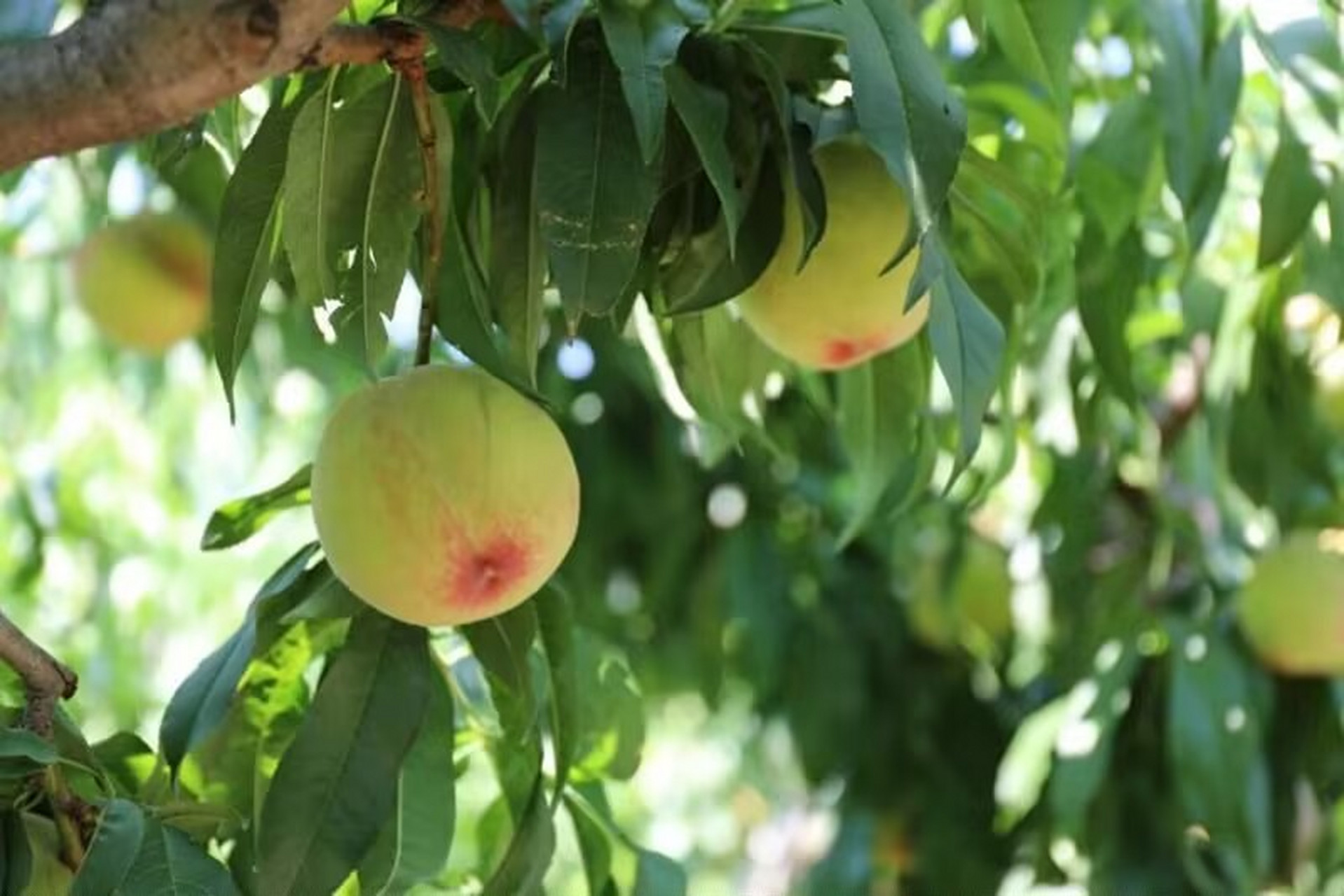 北京的鲜桃熟了# 从7月开始,海淀苏家坨镇各采摘园里的大朵子,大红