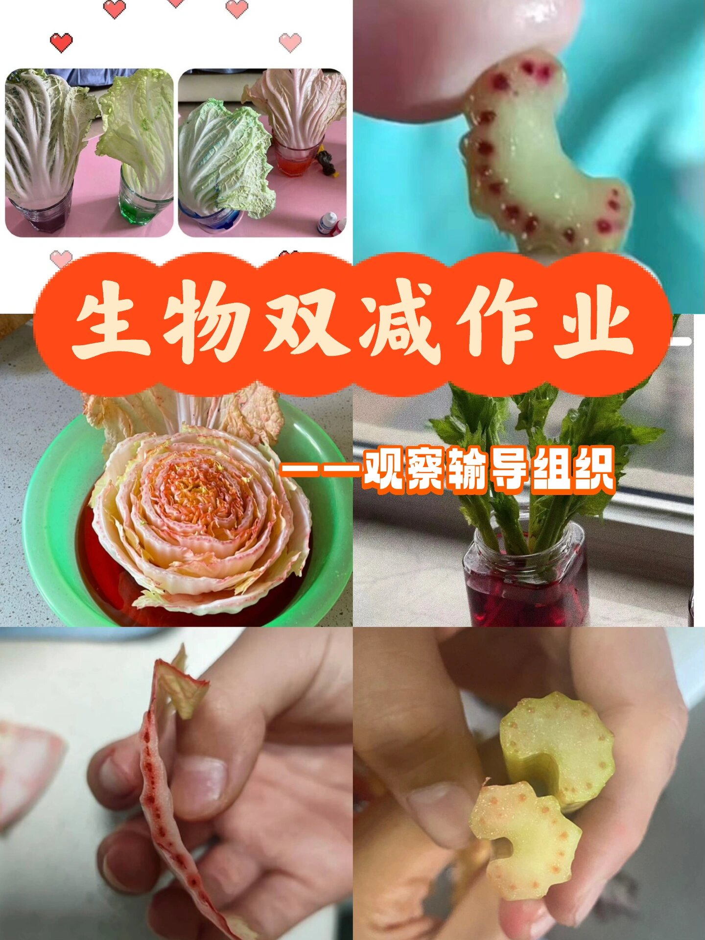 生物双减作业——观察输导组织 将白菜,芹菜等植物的茎泡在红墨水中