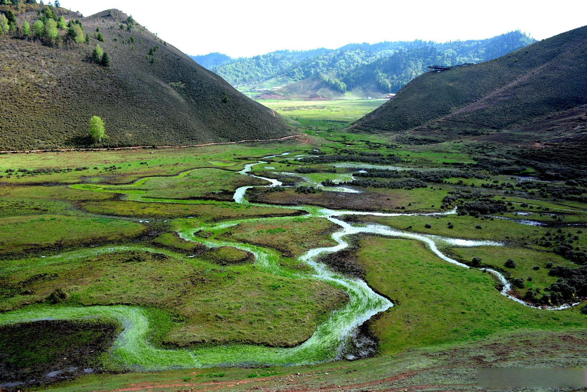 遇见怒江# 怒江兰坪:美丽的大羊场 #有一种叫云南的生活