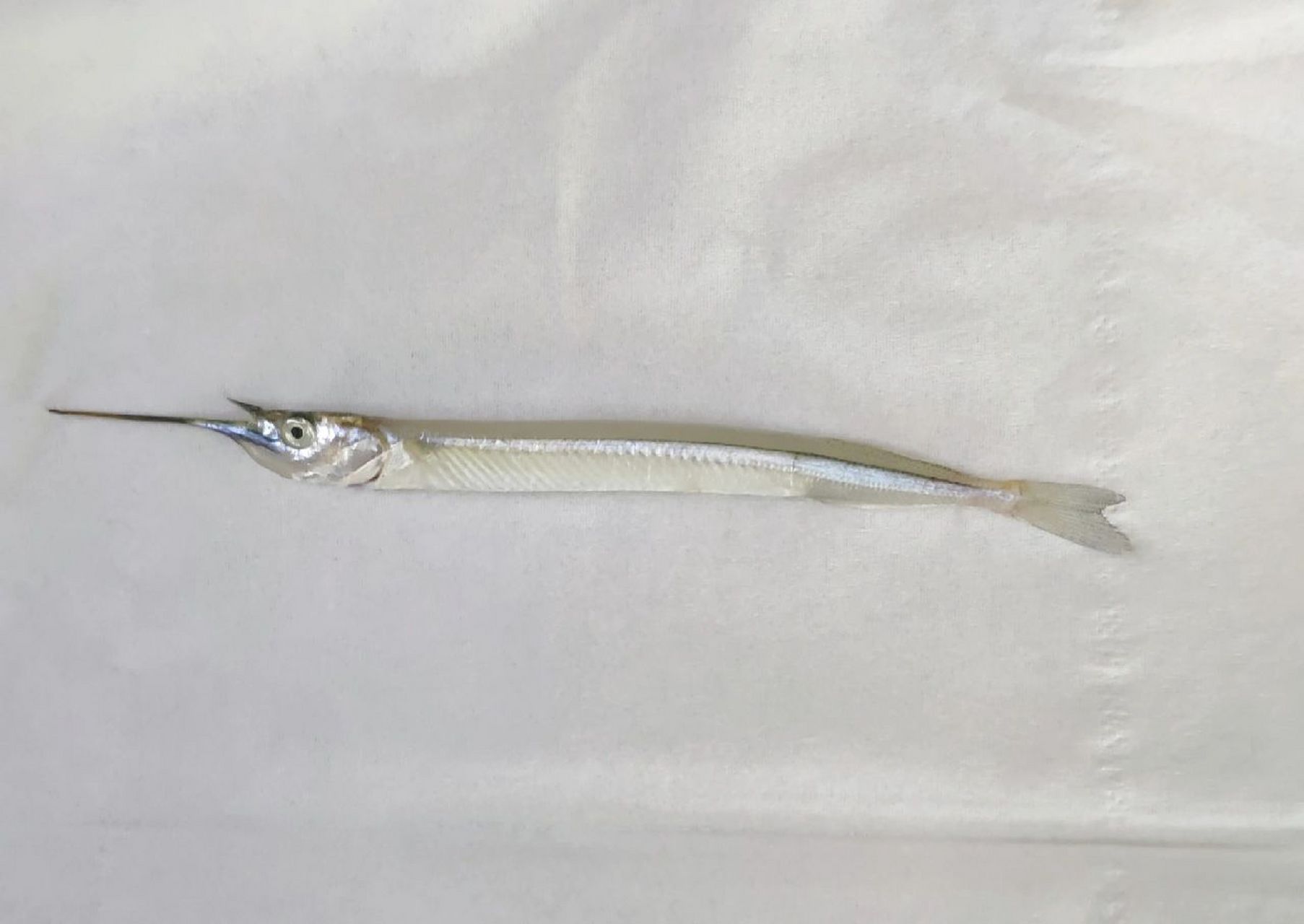 九州鱵(针嘴鱼),好漂亮!