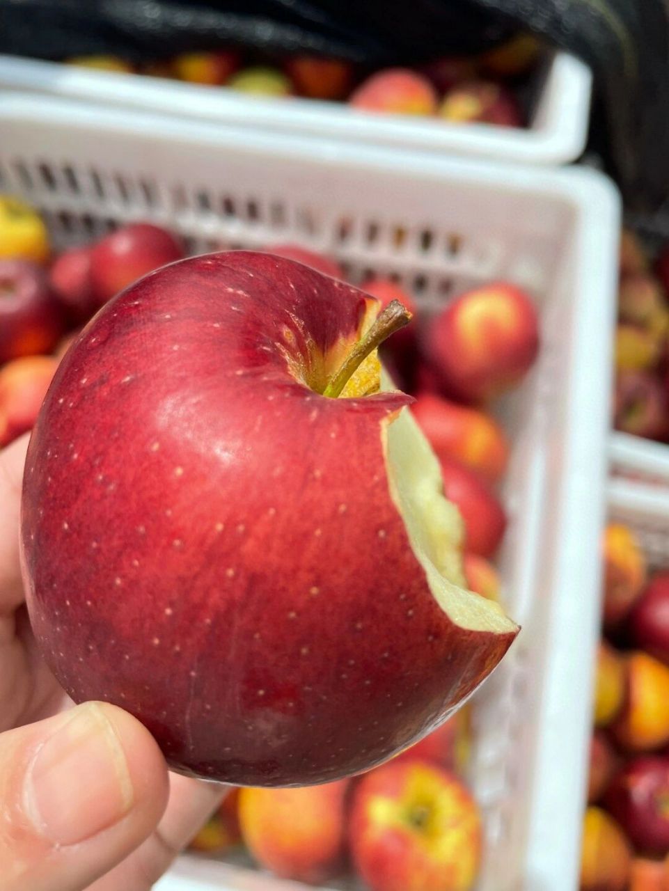 有一个味道 吃过就忘不了 那一定是云南野生小苹果96 独特的天然果