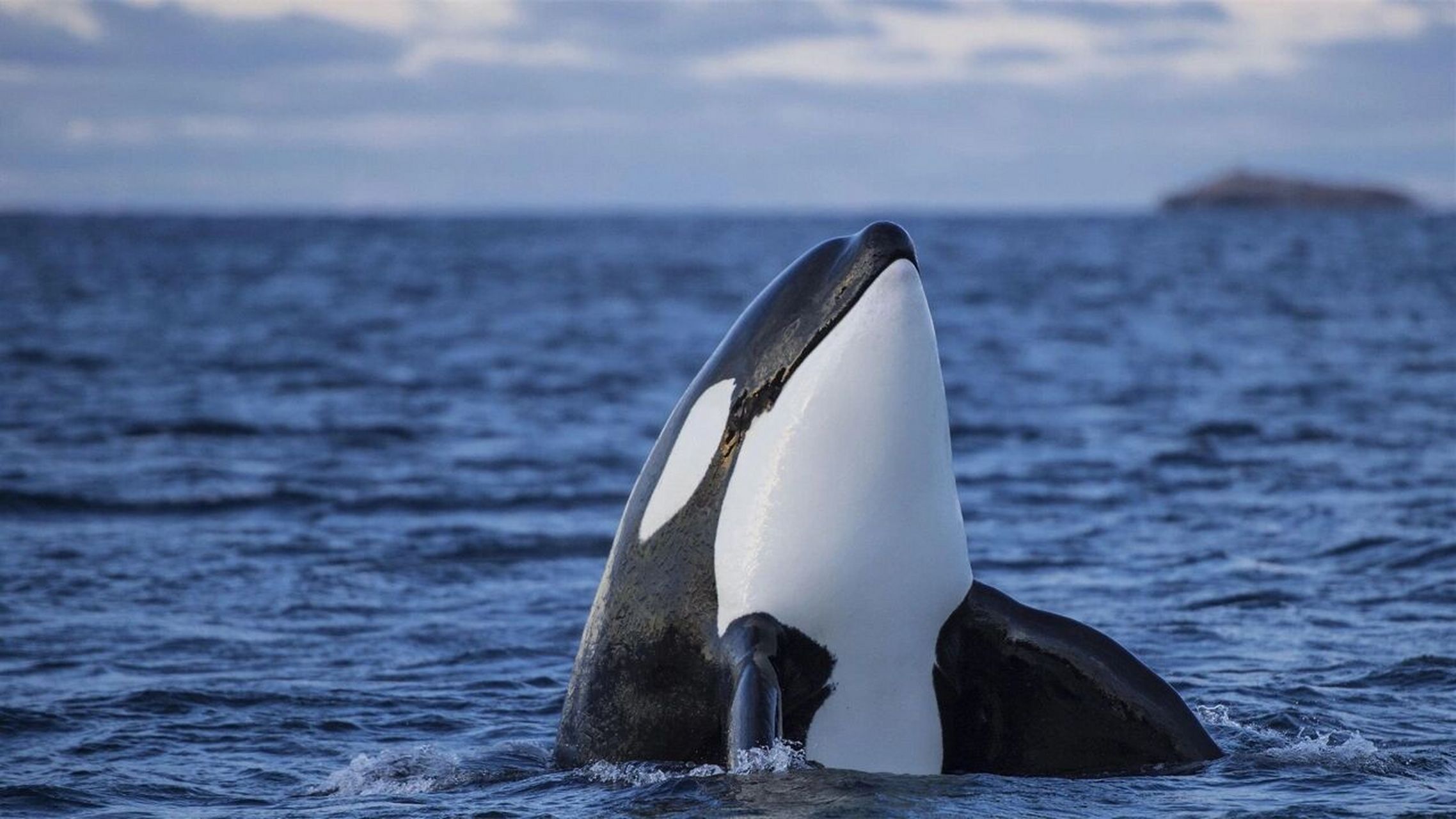 虎鲸,海洋公园里最亮的星,自然界的顶级掠食 鲸鱼是南极旅行的途中最