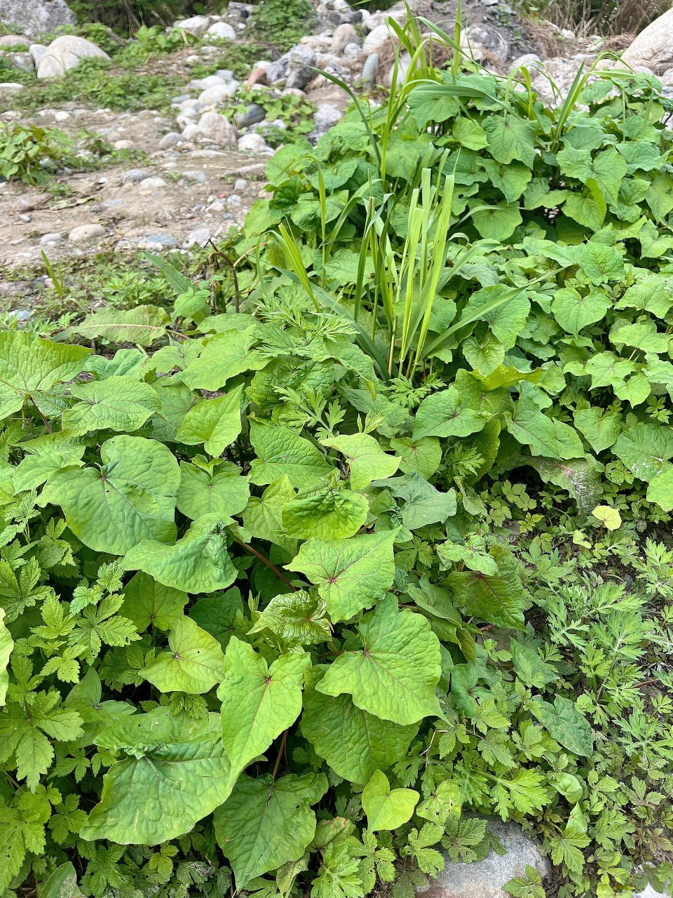 我们叫野蓝荞,学名叫金荞麦.