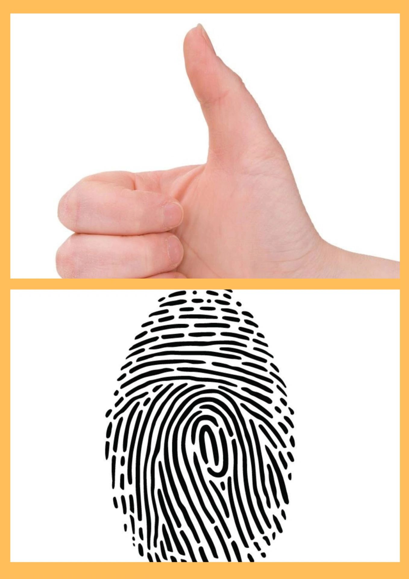 96幼儿园公开课《有趣的指纹画》幼师必备