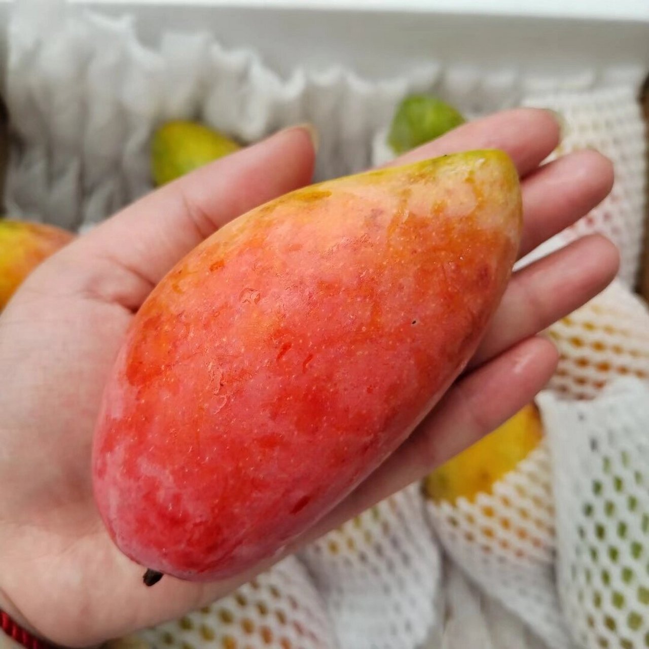 攀枝花一口芒 一口芒礼盒装 攀枝花贵妃芒 一口让你忘不了的芒果,尝了